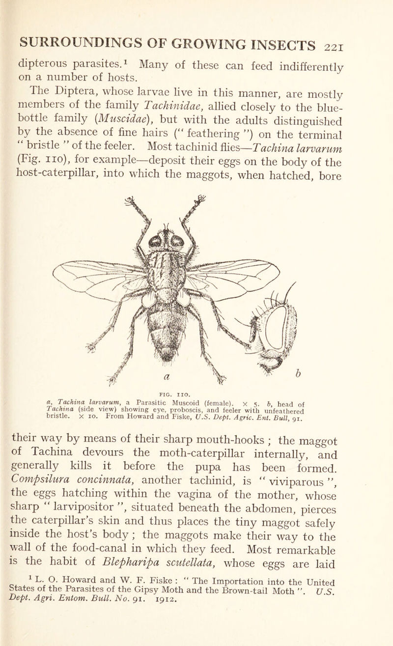 dipterous parasites. 1 Many of these can feed indifferently on a number of hosts. The Diptera, whose larvae live in this manner, are mostty members of the family Tachinidae, allied closely to the blue- bottle family {Muscidue), but with the adults distinguished by the absence of fine hairs feathering on the terminal bristle of the feeler. Most tachinid flies—TachinalafvafUfn (Fig. no), for example—deposit their eggs on the body of the host-caterpillar, into which the maggots, when hatched, bore FIG. no. a, Tachina larvarum, a Parasitic Muscoid (female), x 5. b, head of Tachina (side view) showing eye, proboscis, and feeler with unfeathered bristle. X 10. From Howard and Fiske, U.S. Dept. Agric. Ent. Bull, 91. their way by means of their sharp mouth-hooks ; the maggot of Tachina devours the moth-caterpillar internally, and generally kills it before the pupa has been formed. Compsilura concinnata, another tachinid, is ‘‘ viviparous ”, the eggs hatching within the vagina of the mother, whose sharp larvipositor ”, situated beneath the abdomen, pierces the caterpillar’s skin and thus places the tiny maggot safely inside the host’s body ; the maggots make their way to the wall of the food-canal in which they feed. Most remarkable is the habit of Blepharipa scutellata, whose eggs are laid 1 L. O. Howard and W. F. Fiske : “ The Importation into the United States of the Parasites of the Gipsy Moth and the Brown-tail Moth ”. U.S. Dept. Agri. Eniom. Bull. No. 91. 1912.
