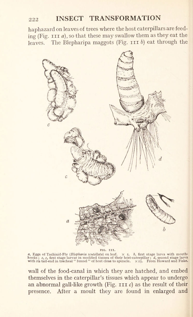 haphazard on leaves of trees where the host caterpillars are feed- ing (Fig. Ill a), so that these may swallow them as they eat the leaves. The Blepharipa maggots (Fig. iii 6) eat through the a b FIG. III. a. Eggs of Tachinid-Fly (Blepharia scutellata) on leaf, x 5. b, first stage larva with mouth- hooks ; c, c, first stage larvae in modified tissues of their host-caterpillar ; d, second stage larva with its tail-end in tracheal “ funnel ” of host close to spiracle, x 25. From Howard and Fiske. wall of the food-canal in which they are hatched, and embed themselves in the caterpillar’s tissues which appear to undergo an abnormal gall-like growth (Fig. me) as the result of their presence. After a moult they are found in enlarged and