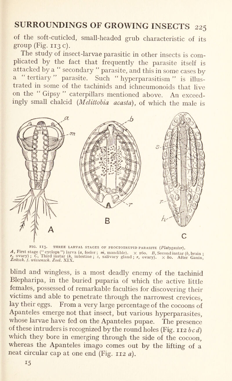 of the soft-cuticled, small-headed grub characteristic of its group (Fig. 113 c). The studj? of insect-larvae parasitic in other insects is com- plicated by the fact that frequently the parasite itself is attacked by a “ secondary ” parasite, and this in some cases by a “ tertiary ” parasite. Such “ hyperparasitism ” is illus- trated in some of the tachinids and ichneumonoids that live on the “ Gipsy ” caterpillars mentioned above. An exceed- ingly small chalcid (Melittohia acasta), of which the male is FIG. 113. THREE LARVAL STAGES OF PROCTOTRUPID PARASITE {Platygastcr). A, First sta^ (“ cyclops ”) larva (a, feeler ; m, mandible), x 160. B, Second instar (b, brain • 7 Third instar [h, intestine; s, salivary gland; r, ovary), x 80. After Ganin! Zeitsch. f. wtssensch. Zool. XIX. blind and wingless, is a most deadly enemy of the tachinid Blepharipa, in the buried puparia of which the active little females, possessed of remarkable faculties for discovering their victims and able to penetrate through the narrowest crevices, lay their eggs. From a very large percentage of the cocoons of Apanteles emerge not that insect, but various hyperparasites, whose larvae have fed on the Apanteles pupae. The presence of these intruders is recognized by the round holes (Fig. 112 hcd) which they bore in emerging through the side of the cocoon, whereas the Apanteles imago comes out by the lifting of a neat circular cap at one end (Fig. 112 a). 15