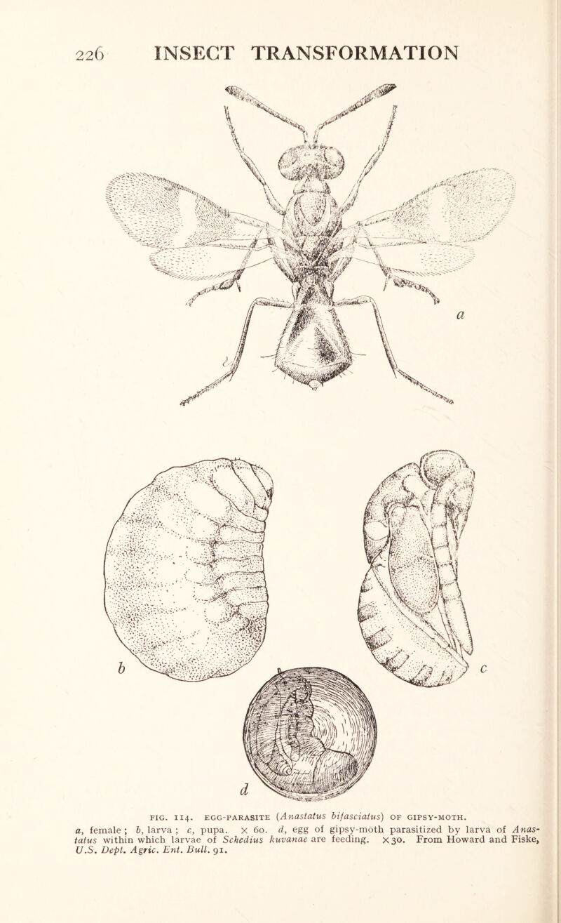 FIG. 114. EGG-PARASITE {AnastUlUS bifasciutus) OF GIPSY-MOTH. a, female ; b, larva ; c, pupa, x 60. d, egg of gipsy-moth parasitized by larva of Anas tatus within which larvae of Schedius kuvanae axe feeding. X30, From Howard and Fiske U.S. Dept. Agric. Ent. Bull. 91.