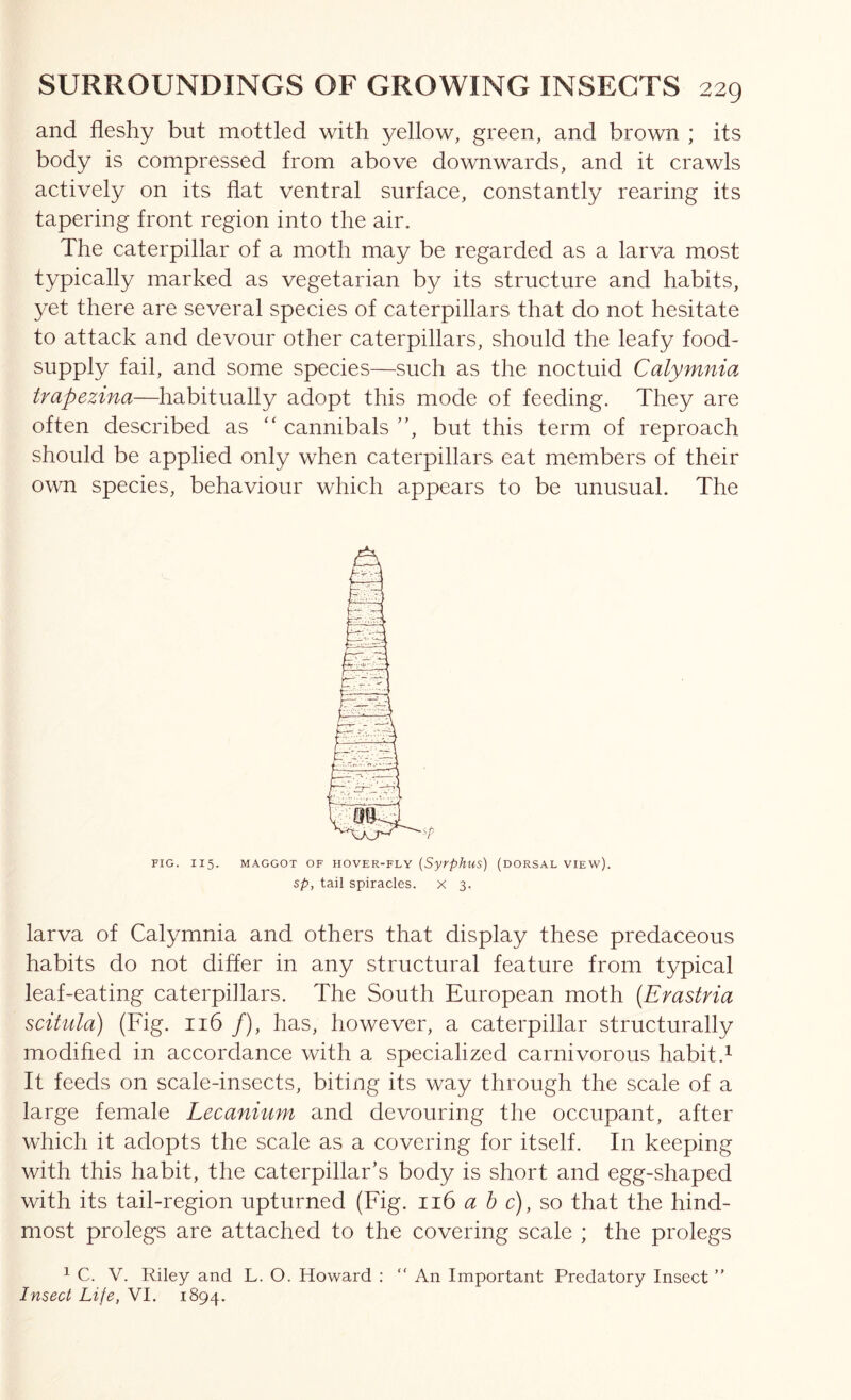 and fleshy but mottled with yellow, green, and brown ; its body is compressed from above downwards, and it crawls actively on its flat ventral surface, constantly rearing its tapering front region into the air. The caterpillar of a moth may be regarded as a larva most typically marked as vegetarian by its structure and habits, yet there are several species of caterpillars that do not hesitate to attack and devour other caterpillars, should the leafy food- supply fail, and some species—such as the noctuid Calymnia trapezina—habitually adopt this mode of feeding. They are often described as “ cannibals ”, but this term of reproach should be applied only when caterpillars eat members of their own species, behaviour which appears to be unusual. The FIG. II5. MAGGOT OF HOVER-FLY [SyVphus) (DORSAL VIEW). sp, tail spiracles, x 3. larva of Calymnia and others that display these predaceous habits do not differ in any structural feature from typical leaf-eating caterpillars. The South European moth {Erastria scitula) (Fig. ii6 /), has, however, a caterpillar structurally modified in accordance with a specialized carnivorous habit.^ It feeds on scale-insects, biting its way through the scale of a large female Lecanium and devouring the occupant, after which it adopts the scale as a covering for itself. In keeping with this habit, the caterpillar’s body is short and egg-shaped with its tail-region upturned (Fig. 116 a h c), so that the hind- most prolegs are attached to the covering scale ; the prolegs ^ C. V. Riley and L. O. Howard : “ An Important Predatory Insect ” Insect Life, VI. 1894.