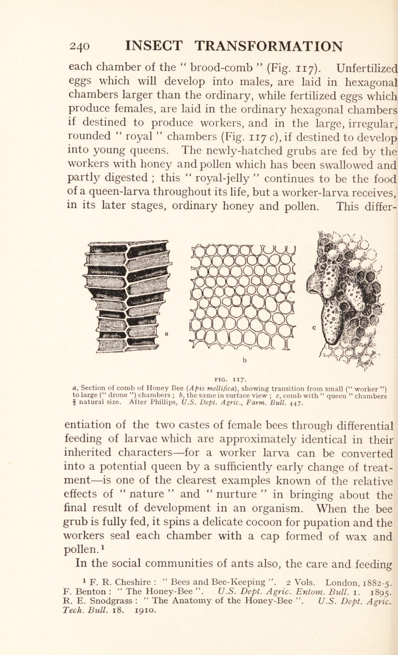 each chamber of the “ brood-comb ’’ (Fig. 117). Unfertilized eggs which will develop into males, are laid in hexagonal chambers larger than the ordinary, while fertilized eggs which produce females, are laid in the ordinary hexagonal chambers if destined to produce workers, and in the large, irregular, rounded ‘‘ royal ’’ chambers (Fig. 117 c),if destined to develop into young queens. The newly-hatched grubs are fed by the workers with honey and pollen which has been swallowed and partly digested ; this royal-jelly  continues to be the food of a queen-larva throughout its life, but a worker-larva receives, in its later stages, ordinary honey and pollen. This differ- FIG. II7. a, Section of comb of Honey Bee {Apis mellifica), showing transition from small (“ worker ”) to large (“ drone ”) chambers ; b, the same in surface view ; c, comb with “ queen ” chambers § natural size. After Phillips, U.S. Dept. Agric., Farm. Bull. 447. entiation of the two castes of female bees through differential feeding of larvae which are approximately identical in their inherited characters—for a worker larva can be converted into a potential queen by a sufficiently early change of treat- ment—is one of the clearest examples known of the relative effects of “ nature and “ nurture ’’ in bringing about the final result of development in an organism. When the bee grub is fully fed, it spins a delicate cocoon for pupation and the workers seal each chamber with a cap formed of wax and pollen.^ In the social communities of ants also, the care and feeding 1 F. R. Cheshire : “ Bees and Bee-Keeping ”. 2 Vols. London, 1882-5. F. Benton : “ The Honey-Bee ”. U.S. Dept. Agric. Entom. Bull. 1. 1895. R. E. Snodgrass : “ The Anatomy of the Honey-Bee ”. U.S. Dept. Agric. Tech. Bull. 18. 1910.