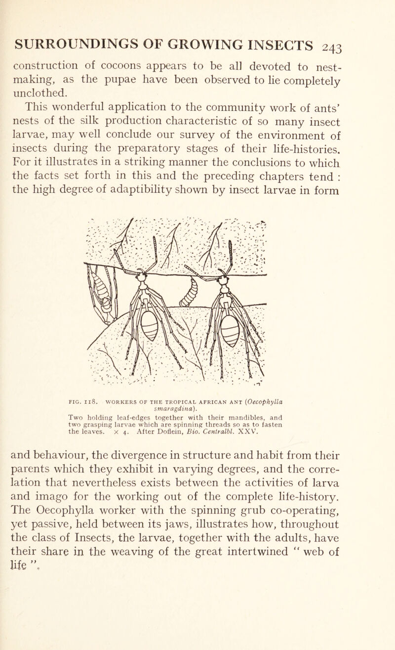 construction of cocoons appears to be all devoted to nest- making, as the pupae have been observed to lie completely unclothed. This wonderful application to the community work of ants’ nests of the silk production characteristic of so many insect larvae, may well conclude our survey of the environment of insects during the preparatory stages of their life-histories. For it illustrates in a striking manner the conclusions to which the facts set forth in this and the preceding chapters tend : the high degree of adaptibility shown by insect larvae in form FIG. I18. WORKERS OF THE TROPICAL AFRICAN ANT [OcCOphylla smaragdina). Two holding leaf-edges together with their mandibles, and two grasping larvae which are spinning threads so as to fasten the leaves, x 4. After Doflein, Bio. Centralbl. XXVh and behaviour, the divergence in structure and habit from their parents which they exhibit in varying degrees, and the corre- lation that nevertheless exists between the activities of larva and imago for the working out of the complete life-history. The Oecophylla worker with the spinning grub co-operating, yet passive, held between its jaws, illustrates how, throughout the class of Insects, the larvae, together with the adults, have their share in the weaving of the great intertwined “ web of life ’h