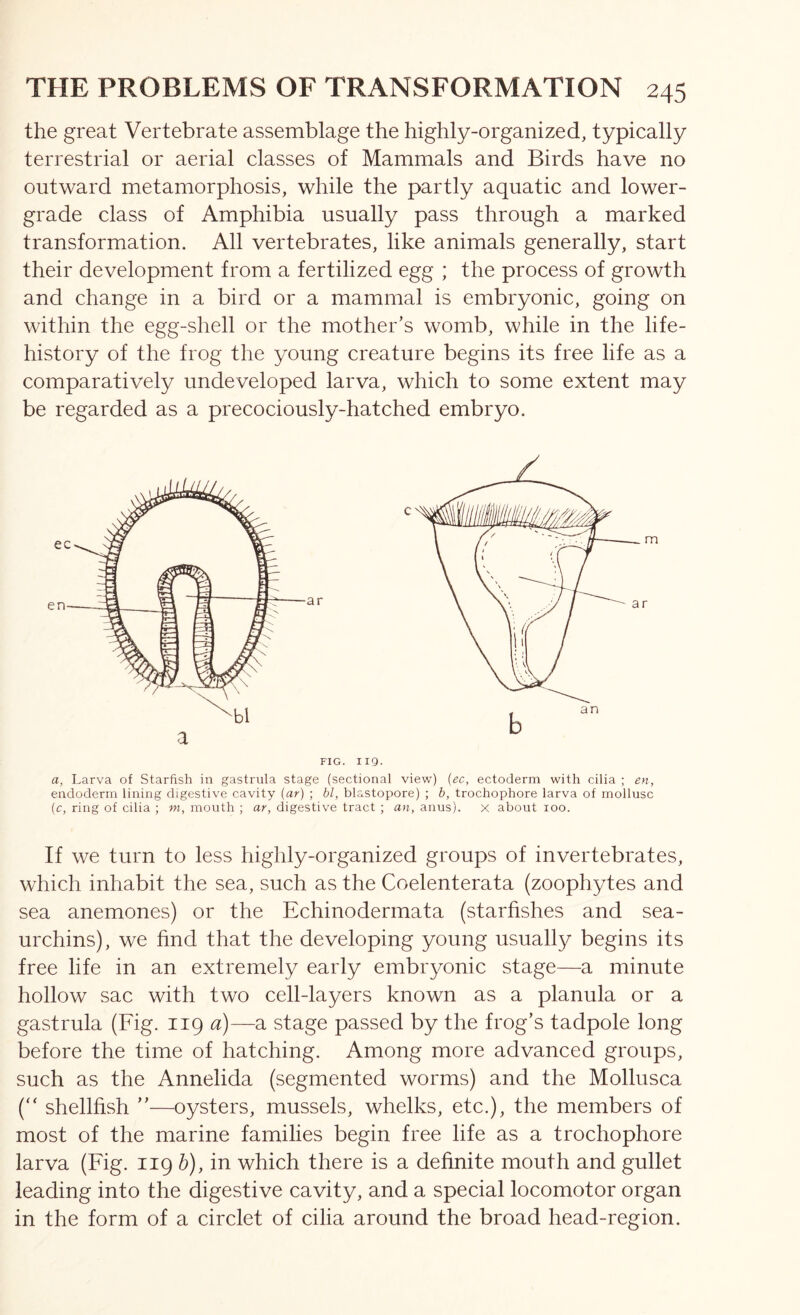 the great Vertebrate assemblage the highly-organized, typically terrestrial or aerial classes of Mammals and Birds have no outward metamorphosis, while the partly aquatic and lower- grade class of Amphibia usually pass through a marked transformation. All vertebrates, like animals generally, start their development from a fertilized egg ; the process of growth and change in a bird or a mammal is embryonic, going on within the egg-shell or the mother’s womb, while in the life- history of the frog the young creature begins its free life as a comparatively undeveloped larva, which to some extent may be regarded as a precociously-hatched embryo. FIG. II9. a, Larva of Starfish in gastrula stage (sectional view) {ec, ectoderm with cilia ; en, endoderm lining digestive cavity {ar) ; bl, blastopore) ; b, trochophore larva of mollusc (c, ring of cilia ; m, mouth ; ar, digestive tract ; an, anus). x about loo. If we turn to less highly-organized groups of invertebrates, which inhabit the sea, such as the Coelenterata (zoophytes and sea anemones) or the Echinodermata (starfishes and sea- urchins), we find that the developing young usually begins its free life in an extremely early embr^/onic stage—a minute hollow sac with two cell-layers known as a planula or a gastrula (Fig. 119 a)—a stage passed by the frog’s tadpole long before the time of hatching. Among more advanced groups, such as the Annelida (segmented worms) and the Mollusca (“ shellfish ”—oysters, mussels, whelks, etc.), the members of most of the marine families begin free life as a trochophore larva (Fig. 119 &), in which there is a definite mouth and gullet leading into the digestive cavity, and a special locomotor organ in the form of a circlet of cilia around the broad head-region.