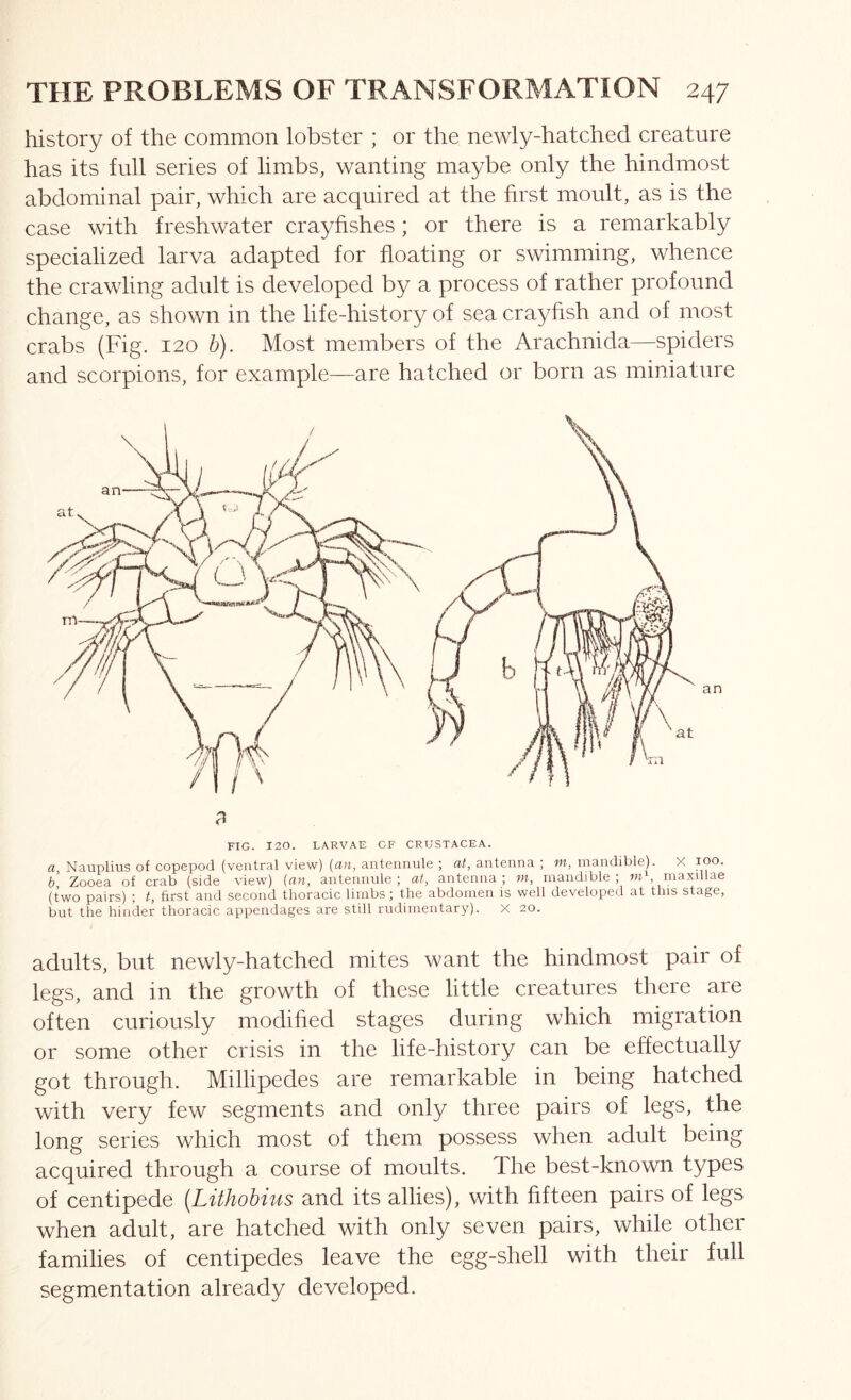 history of the common lobster ; or the newly-hatched creature has its full series of limbs, wanting maybe only the hindmost abdominal pair, which are acquired at the first moult, as is the case with freshwater crayfishes; or there is a remarkably specialized larva adapted for floating or swimming, whence the crawling adult is developed by a process of rather profound change, as shown in the life-history of sea crayfish and of most crabs (Fig. 120 b). Most members of the Arachnida—spiders and scorpions, for example—are hatched or born as miniature FIG. 120. LARVAE CF CRUSTACEA. a Nauplius of copepod (ventral view) (a«, antennule ; at, antenna ; m, mandible). X b Zooea of crab (side view) {an, antennule; at, antenna; in, mandible; maxillae (two pairs) ; t, first and second thoracic limbs ; the abdomen is well developed at this stage, but the hinder thoracic appendages are still rudimentary). X 20. adults, but newly-hatched mites want the hindmost pair of legs, and in the growth of these little creatures there are often curiously modified stages during which migration or some other crisis in the life-history can be effectually got through. Millipedes are remarkable in being hatched with very few segments and only three pairs of legs, the long series which most of them possess when adult being acquired through a course of moults. The best-known types of centipede [Lithohius and its allies), with fifteen pairs of legs when adult, are hatched with only seven pairs, while other families of centipedes leave the egg-shell with their full segmentation already developed.