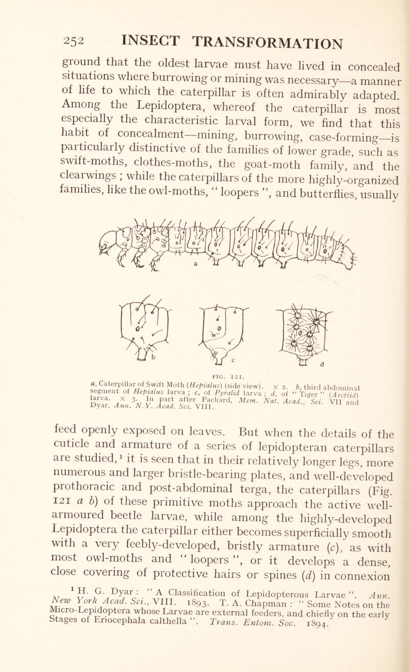 giound that the oldest larvae must have lived in concealed situations where burrowing or mining was necessary—a manner of life to which the caterpillar is often admirably adapted. Among the Lepidoptera, whereof the caterpillar is most especially the characteristic larval form, we find that this habit of concealment—mining, burrowing, case-forming is paiticularly distinctive of the families of lower grade, such as swift-moths, clothes-moths, the goat-moth family, and the clearwings , while the caterpillars of the more highly-organized families, like the owl-moths, ‘‘ loopers and butterflies, usually FIG. I2I. a, Caterpillar of Swift Moth (side view), x 2. b third abdoiniml segment of Hepialus larva; r, of Pyralid larva; d, of ‘‘Tiger Packard, Mem. Nat. Acad., Sci. VII a d Dyar, Ann. N.Y. Acad. Sci. VIII. , ^ vxi dim feed openly exposed on leaves. But when the details of the cuticle and armature of a series of lepidopteran caterpillars are studied, ^ it is seen that in their relatively longer legs, more numerous and larger bristle-bearing plates, and well-developed prothoracic and post-abdominal terga, the caterpillars (Fig. 121 a b) of these primitive moths approach the active well- armoured beetle larvae, while among the highly-developed Lepidoptera the caterpillar either becomes superficially smooth with a very feebl3/-developed, bristly armature (c), as with most owl-moths and loopersor it develops a dense, close covering of protective hairs or spines [d) in connexion Ar ^ Classification of Lepidopterous Larvae”. Ann. ew \ ovk Acad. Sci VIII. 1893. T. A. Chapman : ” Some Notes on the Micro-Lep^optera whose Larvae are external feeders, and chiefly on the early Stages of Enocephala calthella Trans. Entoni. Soc. 1S94.