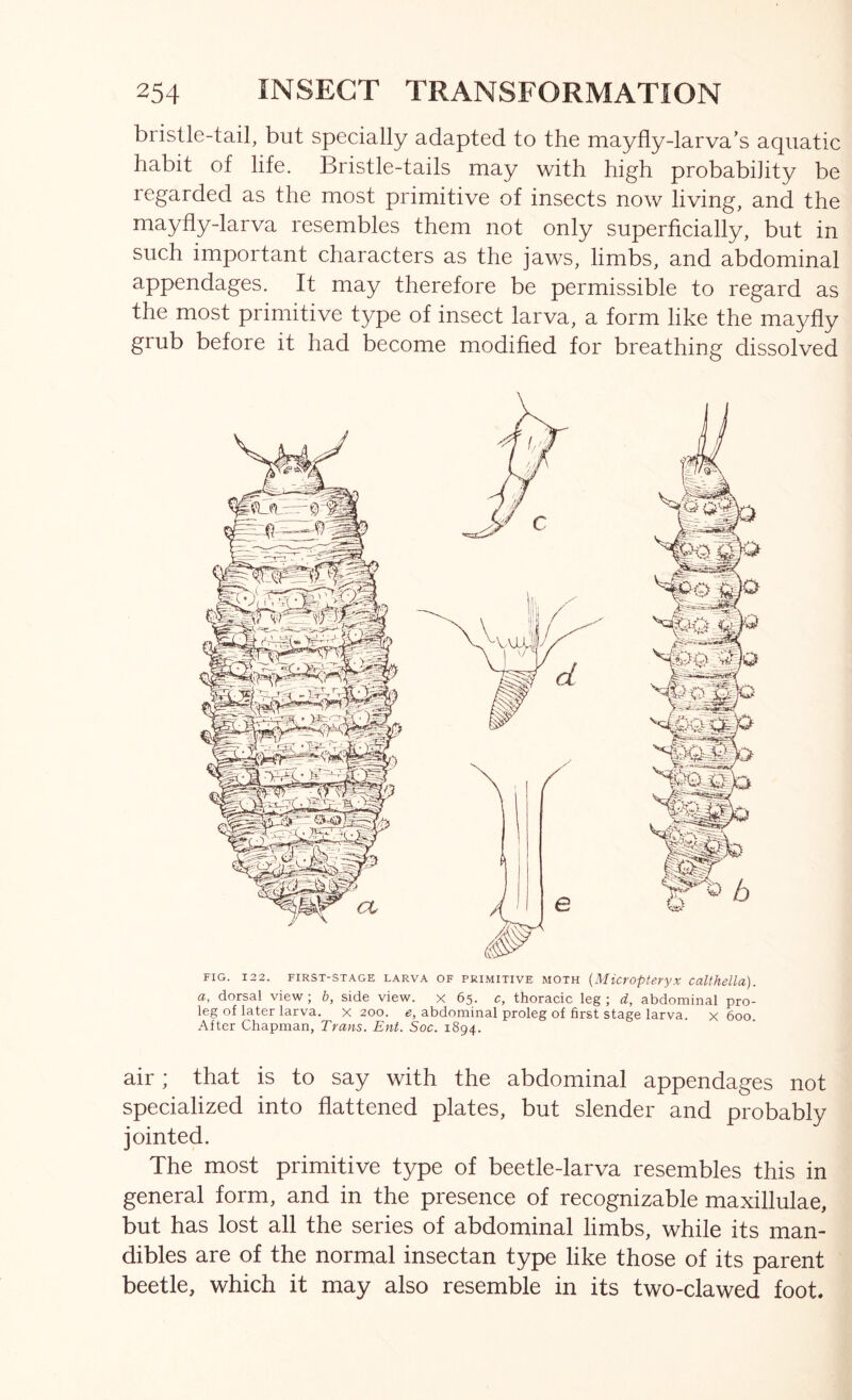 bristle-tail, but specially adapted to the mayfly-larva’s aquatic habit of life. Bristle-tails may with high probability be regarded as the most primitive of insects now living, and the mayfly-larva resembles them not only superficially, but in such important characters as the jaws, limbs, and abdominal appendages. It may therefore be permissible to regard as the most primitive type of insect larva, a form like the mayfly grub before it had become modified for breathing dissolved FIG. 122. FIRST-ST.^GE LARV.-V OF PRIMITIVE MOTH (Microptcryx Culthella). a, dorsal view ; b, side view, x 65. c, thoracic leg ; d, abdominal pro- leg of later larva, x 200. e, abdominal proleg of first stage larva. x 600 After Chapman, Trans. Ent. Soc. 1894. air; that is to say with the abdominal appendages not specialized into flattened plates, but slender and probably jointed. The most primitive type of beetle-larva resembles this in general form, and in the presence of recognizable maxillulae, but has lost all the series of abdominal limbs, while its man- dibles are of the normal insectan type like those of its parent beetle, which it may also resemble in its two-clawed foot.