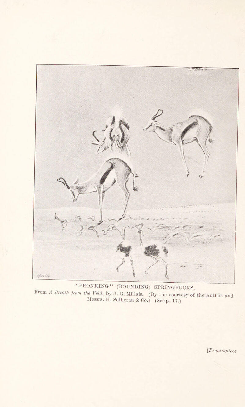 “PRONKING” (BOUNDING) SPRINGBUCKS. From A Breath from the Veld, by J. G. Millais. (By the courtesy of the Author and Messrs. H. Sotheran & Co.) (See p. 17.) [■Frontispiece