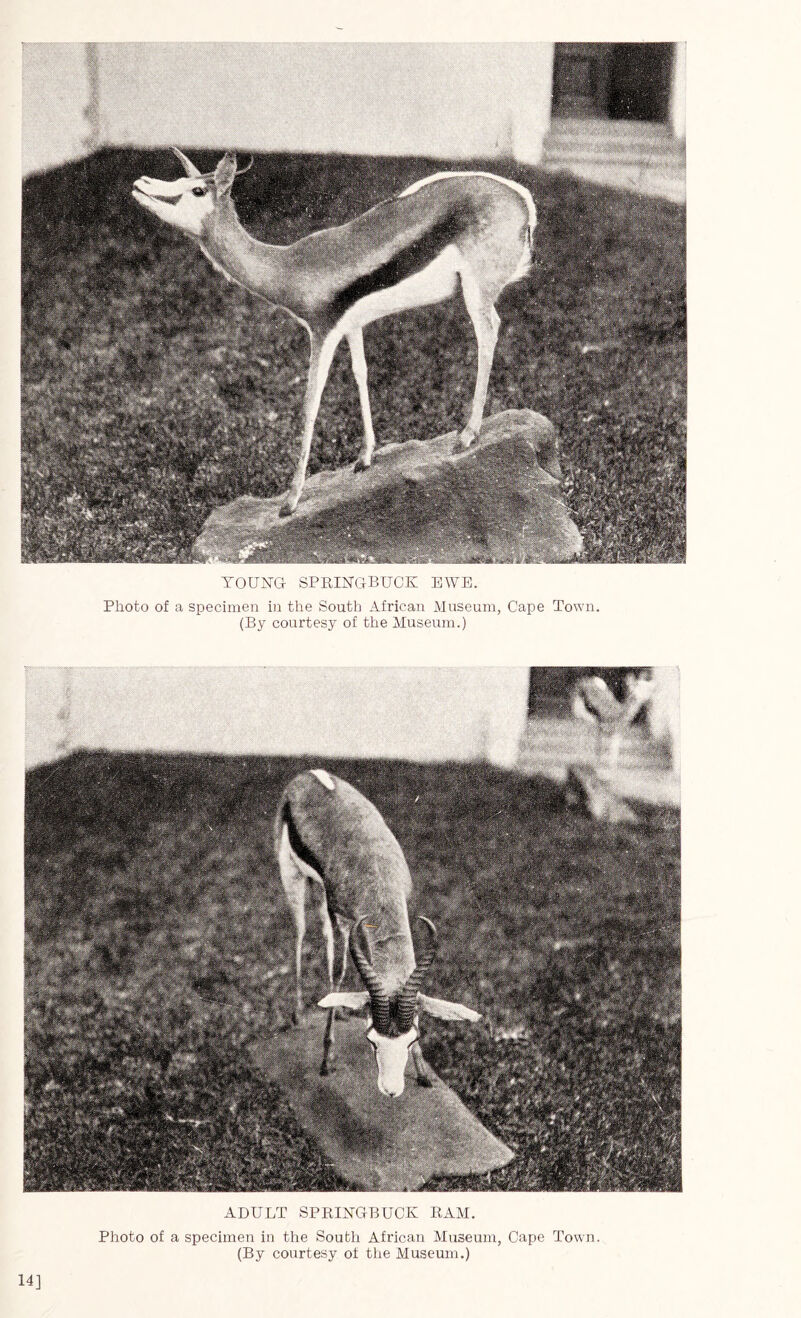 YOUNG SPRINGBUCK EWE. Photo of a specimen in the South African Museum, Cape Town. (By courtesy of the Museum.) ADULT SPRINGBUCK RAM. Photo of a specimen in the South African Museum, Cape Town. (By courtesy of the Museum.) 14]