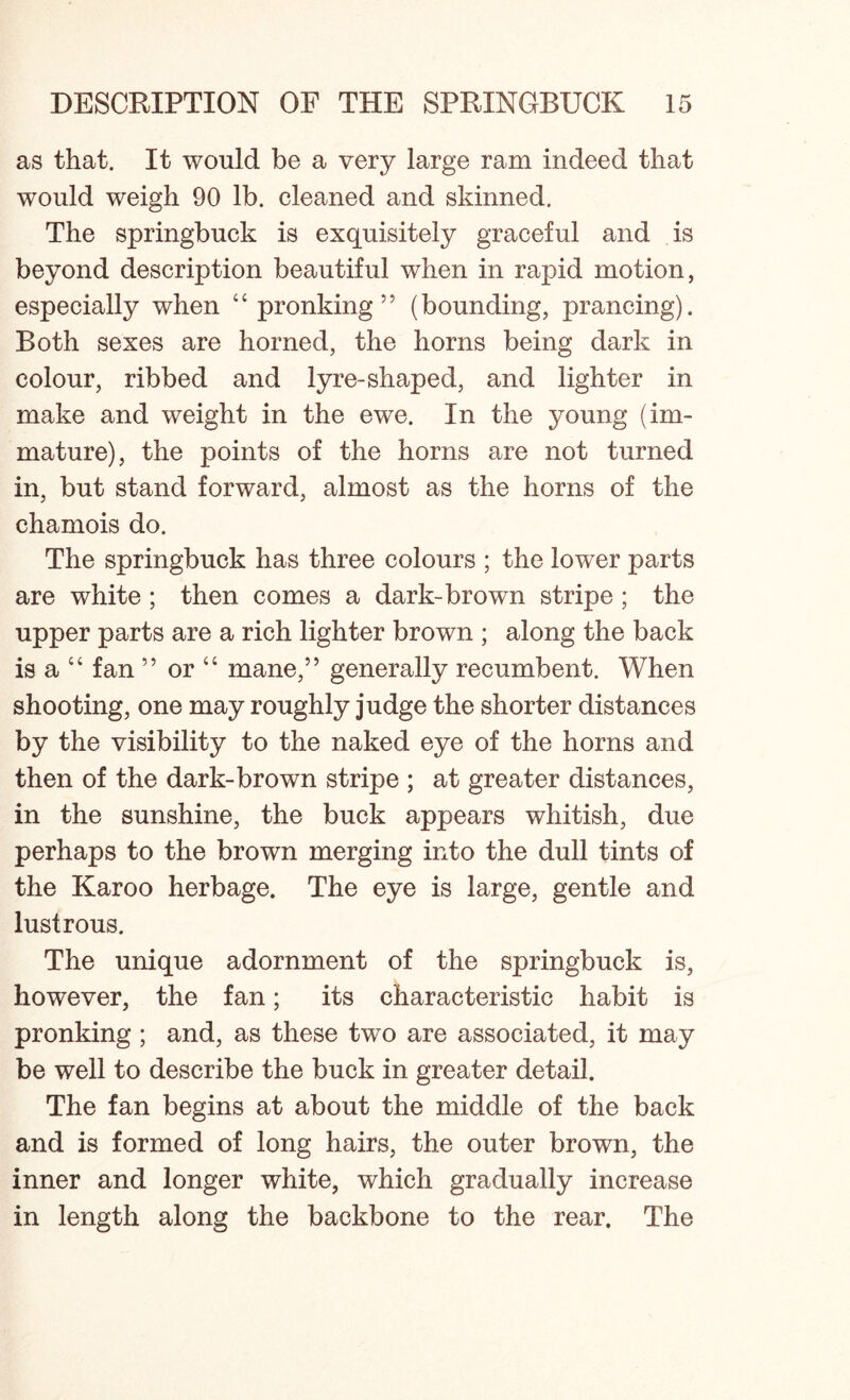 as that. It would be a very large ram indeed that would weigh 90 lb. cleaned and skinned. The springbuck is exquisitely graceful and is beyond description beautiful when in rapid motion, especially when “ pronking ” (bounding, prancing). Both sexes are horned, the horns being dark in colour, ribbed and lyre-shaped, and lighter in make and weight in the ewe. In the young (im- mature), the points of the horns are not turned in, but stand forward, almost as the horns of the chamois do. The springbuck has three colours ; the lower parts are white ; then comes a dark-brown stripe ; the upper parts are a rich lighter brown ; along the back is a “ fan ” or “ mane,” generally recumbent. When shooting, one may roughly judge the shorter distances by the visibility to the naked eye of the horns and then of the dark-brown stripe ; at greater distances, in the sunshine, the buck appears whitish, due perhaps to the brown merging into the dull tints of the Karoo herbage. The eye is large, gentle and lustrous. The unique adornment of the springbuck is, however, the fan; its characteristic habit is pronking ; and, as these two are associated, it may be well to describe the buck in greater detail. The fan begins at about the middle of the back and is formed of long hairs, the outer brown, the inner and longer white, which gradually increase in length along the backbone to the rear. The