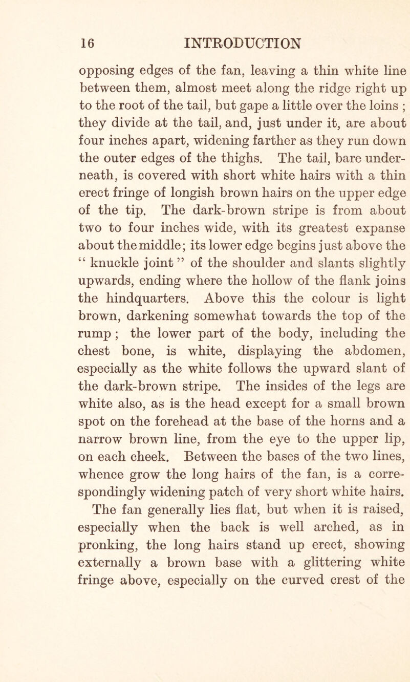 opposing edges of the fan, leaving a thin white line between them, almost meet along the ridge right up to the root of the tail, but gape a little over the loins ; they divide at the tail, and, just under it, are about four inches apart, widening farther as they run down the outer edges of the thighs. The tail, bare under- neath, is covered with short white hairs with a thin erect fringe of longish brown hairs on the upper edge of the tip. The dark-brown stripe is from about two to four inches wide, with its greatest expanse about the middle; its lower edge begins just above the “ knuckle joint ” of the shoulder and slants slightly upwards, ending where the hollow of the flank joins the hindquarters. Above this the colour is light brown, darkening somewhat towards the top of the rump ; the lower part of the body, including the chest bone, is white, displaying the abdomen, especially as the white follows the upward slant of the dark-brown stripe. The insides of the legs are white also, as is the head except for a small brown spot on the forehead at the base of the horns and a narrow brown line, from the eye to the upper lip, on each cheek. Between the bases of the two lines, whence grow the long hairs of the fan, is a corre- spondingly widening patch of very short white hairs. The fan generally lies flat, but when it is raised, especially when the back is well arched, as in pronking, the long hairs stand up erect, showing externally a brown base with a glittering white fringe above, especially on the curved crest of the