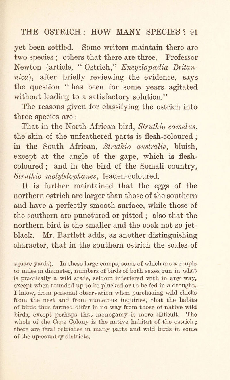 yet been settled. Some writers maintain there are two species ; others that there are three. Professor Newton (article, “ Ostrich,” Encyclopedia Britan- nica), after briefly reviewing the evidence, says the question “ has been for some years agitated without leading to a satisfactory solution.” The reasons given for classifying the ostrich into three species are : That in the North African bird, Struthio camelus, the skin of the unfeathered parts is flesh-coloured; in the South African, Struthio australis, bluish, except at the angle of the gape, which is flesh- coloured ; and in the bird of the Somali country, Struthio molybdophanes, leaden-coloured. It is further maintained that the eggs of the northern ostrich are larger than those of the southern and have a perfectly smooth surface, while those of the southern are punctured or pitted ; also that the northern bird is the smaller and the cock not so jet- black. Mr. Bartlett adds, as another distinguishing character, that in the southern ostrich the scales of square yards). In these large camps, some of which are a couple of miles in diameter, numbers of birds of both sexes run in what is practically a wild state, seldom interfered with in any way, except when rounded up to be plucked or to be fed in a drought. I know, from personal observation when purchasing wild chicks from the nest and from numerous inquiries, that the habits of birds thus farmed differ in no way from those of native wild birds, except perhaps that monogamy is more difficult. The whole of the Cape Colony is the native habitat of the ostrich; there are feral ostriches in many parts and wild birds in some of the up-country districts.