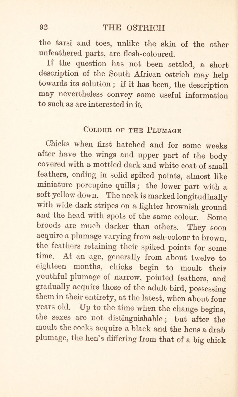 the tarsi and toes, unlike the skin of the other unfeathered parts, are flesh-coloured. If the question has not been settled, a short description of the South African ostrich may help towards its solution ; if it has been, the description may nevertheless convey some useful information to such as are interested in it. Colour of the Plumage Chicks when first hatched and for some weeks after have the wings and upper part of the body covered with a mottled dark and white coat of small feathers, ending in solid spiked points, almost like miniature porcupine quills; the lower part with a soft yellow down. The neck is marked longitudinally with wide dark stripes on a lighter brownish ground and the head with spots of the same colour. Some broods are much darker than others. They soon acquire a plumage varying from ash-colour to brown, the feathers retaining their spiked points for some time. At an age, generally from about twelve to eighteen months, chicks begin to moult their youthful plumage of narrow, pointed feathers, and gradually acquire those of the adult bird, possessing them in their entirety, at the latest, when about four years old. Up to the time when the change begins, the sexes are not distinguishable ; but after the moult the cocks acquire a black and the hens a drab plumage, the hen’s differing from that of a big chick