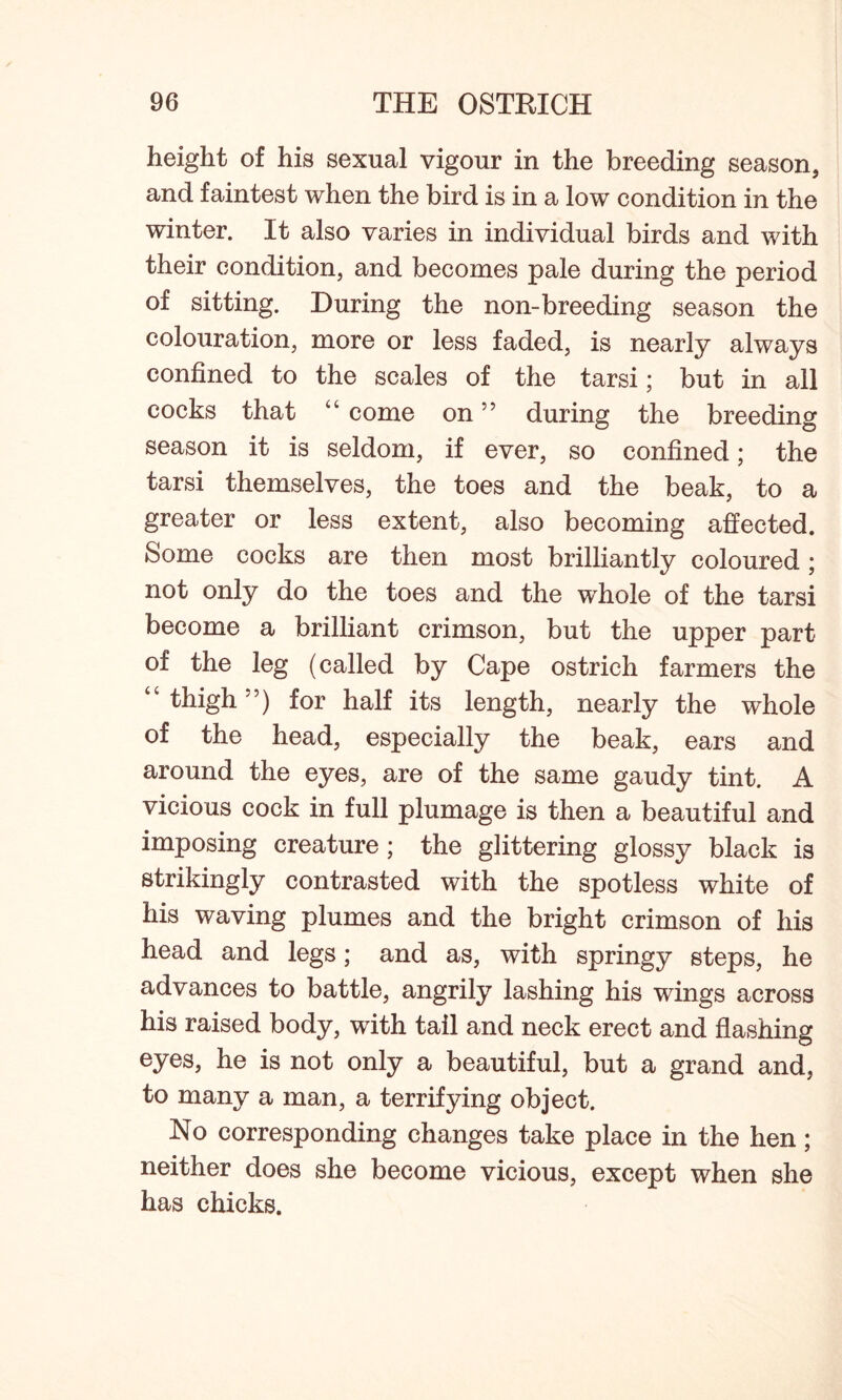 height of his sexual vigour in the breeding season, and faintest when the bird is in a low condition in the winter. It also varies in individual birds and with their condition, and becomes pale during the period of sitting. During the non-breeding season the colouration, more or less faded, is nearly always confined to the scales of the tarsi; but in all cocks that “ come on ” during the breeding season it is seldom, if ever, so confined; the tarsi themselves, the toes and the beak, to a greater or less extent, also becoming affected. Some cocks are then most brilliantly coloured; not only do the toes and the whole of the tarsi become a brilliant crimson, but the upper part of the leg (called by Cape ostrich farmers the “thigh ’) for half its length, nearly the whole of the head, especially the beak, ears and around the eyes, are of the same gaudy tint. A vicious cock in full plumage is then a beautiful and imposing creature; the glittering glossy black is strikingly contrasted with the spotless white of his waving plumes and the bright crimson of his head and legs; and as, with springy steps, he advances to battle, angrily lashing his wings across his raised body, with tail and neck erect and flashing eyes, he is not only a beautiful, but a grand and, to many a man, a terrifying object. No corresponding changes take place in the hen; neither does she become vicious, except when she has chicks.