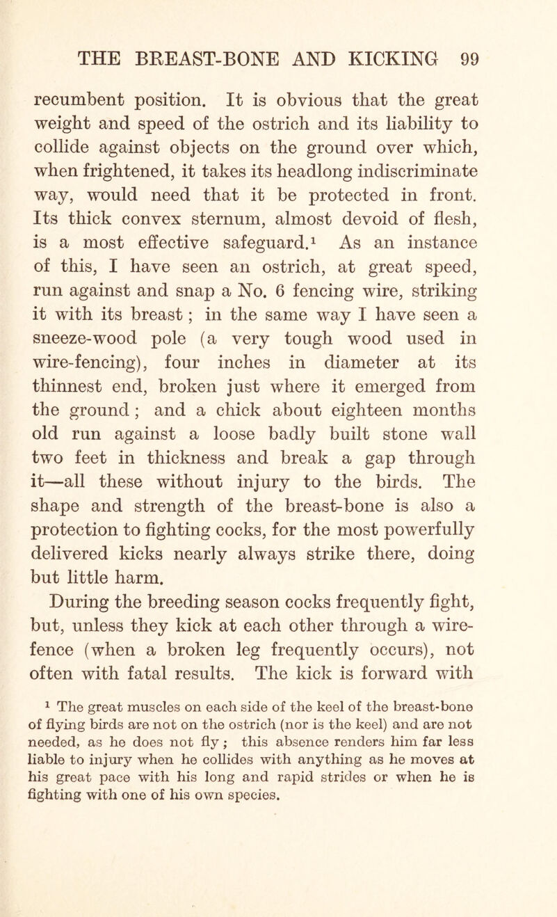 recumbent position. It is obvious that the great weight and speed of the ostrich and its liability to collide against objects on the ground over which, when frightened, it takes its headlong indiscriminate way, would need that it be protected in front. Its thick convex sternum, almost devoid of flesh, is a most effective safeguard.1 As an instance of this, I have seen an ostrich, at great speed, run against and snap a No. 6 fencing wire, striking it wflth its breast; in the same way I have seen a sneeze-wood pole (a very tough wood used in wire-fencing), four inches in diameter at its thinnest end, broken just where it emerged from the ground; and a chick about eighteen months old run against a loose badly built stone wall two feet in thickness and break a gap through it—all these without injury to the birds. The shape and strength of the breast-bone is also a protection to fighting cocks, for the most powerfully delivered kicks nearly always strike there, doing but little harm. During the breeding season cocks frequently fight, but, unless they kick at each other through a wire- fence (when a broken leg frequently occurs), not often with fatal results. The kick is forward with 1 The great muscles on each side of the keel of the breast-bone of flying birds are not on the ostrich (nor is the keel) and are not needed, as he does not fly ; this absence renders him far less liable to injury when he collides with anything as he moves at his great pace with his long and rapid strides or when he is fighting with one of his own species.