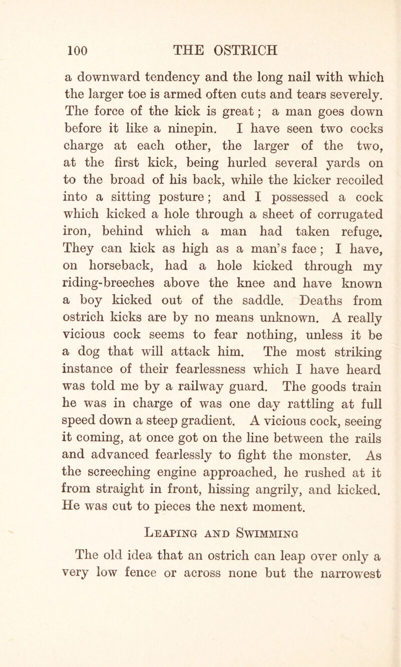 a downward tendency and the long nail with which the larger toe is armed often cuts and tears severely. The force of the kick is great; a man goes down before it like a ninepin. I have seen two cocks charge at each other, the larger of the two, at the first kick, being hurled several yards on to the broad of his back, while the kicker recoiled into a sitting posture; and I possessed a cock which kicked a hole through a sheet of corrugated iron, behind which a man had taken refuge. They can kick as high as a man’s face ; I have, on horseback, had a hole kicked through my riding-breeches above the knee and have known a boy kicked out of the saddle. Deaths from ostrich kicks are by no means unknown. A really vicious cock seems to fear nothing, unless it be a dog that will attack him. The most striking instance of their fearlessness which I have heard was told me by a railway guard. The goods train he was in charge of was one day rattling at full speed down a steep gradient. A vicious cock, seeing it coming, at once got on the line between the rails and advanced fearlessly to fight the monster. As the screeching engine approached, he rushed at it from straight in front, hissing angrily, and kicked. He was cut to pieces the next moment. Leaping and Swimming The old idea that an ostrich can leap over only a very low fence or across none but the narrowest