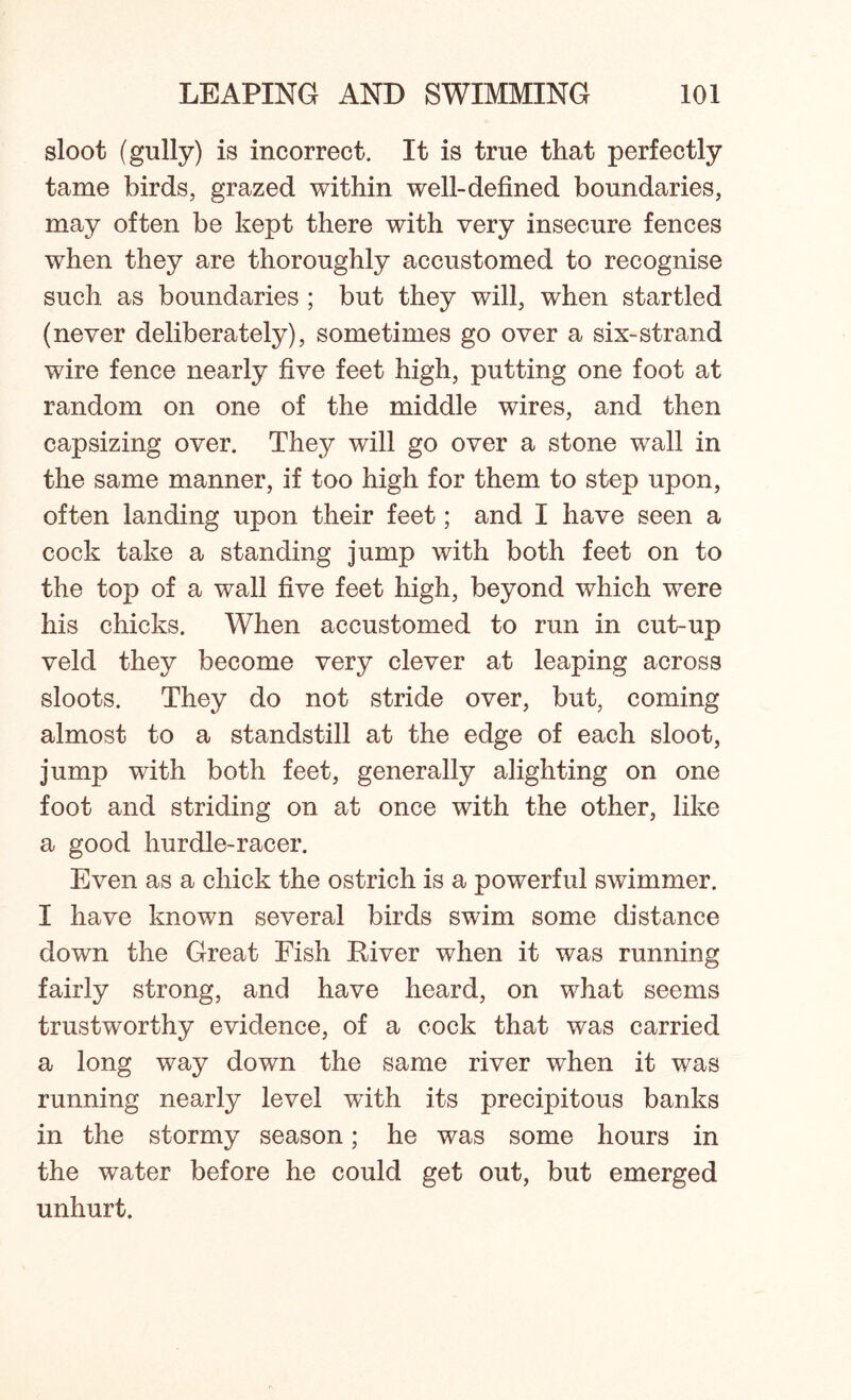 sloot (gully) is incorrect. It is true that perfectly tame birds, grazed within well-defined boundaries, may often be kept there with very insecure fences when they are thoroughly accustomed to recognise such as boundaries ; but they will, when startled (never deliberately), sometimes go over a six-strand wire fence nearly five feet high, putting one foot at random on one of the middle wires, and then capsizing over. They will go over a stone wall in the same manner, if too high for them to step upon, often landing upon their feet; and I have seen a cock take a standing jump with both feet on to the to}D of a wall five feet high, beyond which were his chicks. When accustomed to run in cut-up veld they become very clever at leaping across sloots. They do not stride over, but, coming almost to a standstill at the edge of each sloot, jump with both feet, generally alighting on one foot and striding on at once with the other, like a good hurdle-racer. Even as a chick the ostrich is a powerful swimmer. I have known several birds swim some distance down the Great Fish River when it was running fairly strong, and have heard, on what seems trustworthy evidence, of a cock that was carried a long way down the same river when it was running nearly level with its precipitous banks in the stormy season; he was some hours in the water before he could get out, but emerged unhurt.