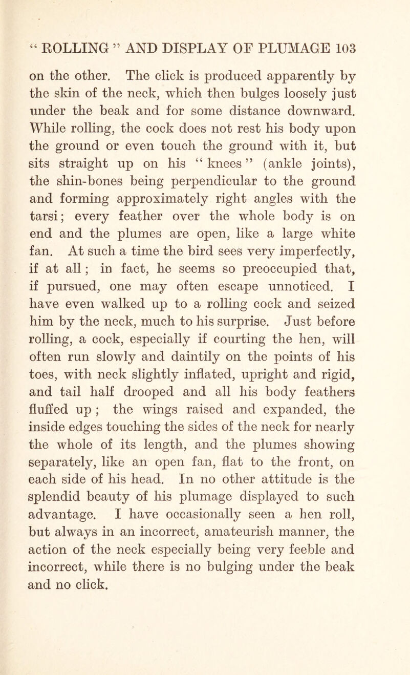 on the other. The click is produced apparently by the skin of the neck, which then bulges loosely just under the beak and for some distance downward. While rolling, the cock does not rest his body upon the ground or even touch the ground with it, but sits straight up on his “ knees55 (ankle joints), the shin-bones being perpendicular to the ground and forming approximately right angles with the tarsi; every feather over the whole body is on end and the plumes are open, like a large white fan. At such a time the bird sees very imperfectly, if at all; in fact, he seems so preoccupied that, if pursued, one may often escape unnoticed. I have even walked up to a rolling cock and seized him by the neck, much to his surprise. Just before rolling, a cock, especially if courting the hen, will often run slowly and daintily on the points of his toes, with neck slightly inflated, upright and rigid, and tail half drooped and all his body feathers fluffed up ; the wings raised and expanded, the inside edges touching the sides of the neck for nearly the whole of its length, and the plumes showing separately, like an open fan, flat to the front, on each side of his head. In no other attitude is the splendid beauty of his plumage displayed to such advantage. I have occasionally seen a hen roll, but always in an incorrect, amateurish manner, the action of the neck especially being very feeble and incorrect, while there is no bulging under the beak and no click.