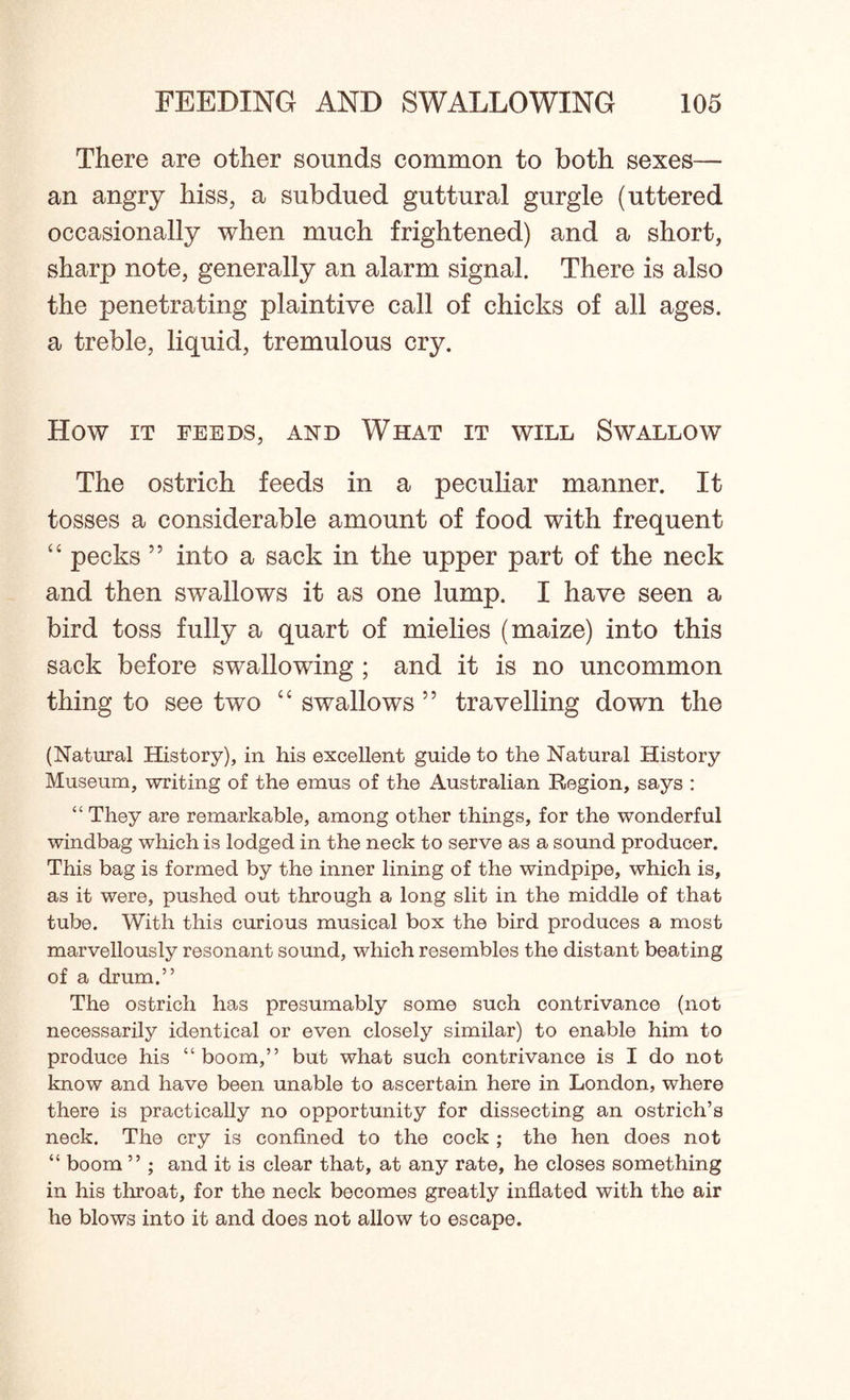 There are other sounds common to both sexes— an angry hiss, a subdued guttural gurgle (uttered occasionally when much frightened) and a short, sharp note, generally an alarm signal. There is also the penetrating plaintive call of chicks of all ages, a treble, liquid, tremulous cry. How IT FEEDS, AND WHAT IT WILL SWALLOW The ostrich feeds in a peculiar manner. It tosses a considerable amount of food with frequent “ pecks 55 into a sack in the upper part of the neck and then swallows it as one lump. I have seen a bird toss fully a quart of mielies (maize) into this sack before swallowing ; and it is no uncommon thing to see two “ swallows 55 travelling down the (Natural History), in his excellent guide to the Natural History Museum, writing of the emus of the Australian Region, says : “ They are remarkable, among other things, for the wonderful windbag which is lodged in the neck to serve as a sound producer. This bag is formed by the inner lining of the windpipe, which is, as it were, pushed out through a long slit in the middle of that tube. With this curious musical box the bird produces a most marvellously resonant sound, which resembles the distant beating of a drum.” The ostrich has presumably some such contrivance (not necessarily identical or even closely similar) to enable him to produce his “ boom,” but what such contrivance is I do not know and have been unable to ascertain here in London, where there is practically no opportunity for dissecting an ostrich’s neck. The cry is confined to the cock ; the hen does not “ boom ” ; and it is clear that, at any rate, he closes something in his throat, for the neck becomes greatly inflated with the air he blows into it and does not allow to escape.