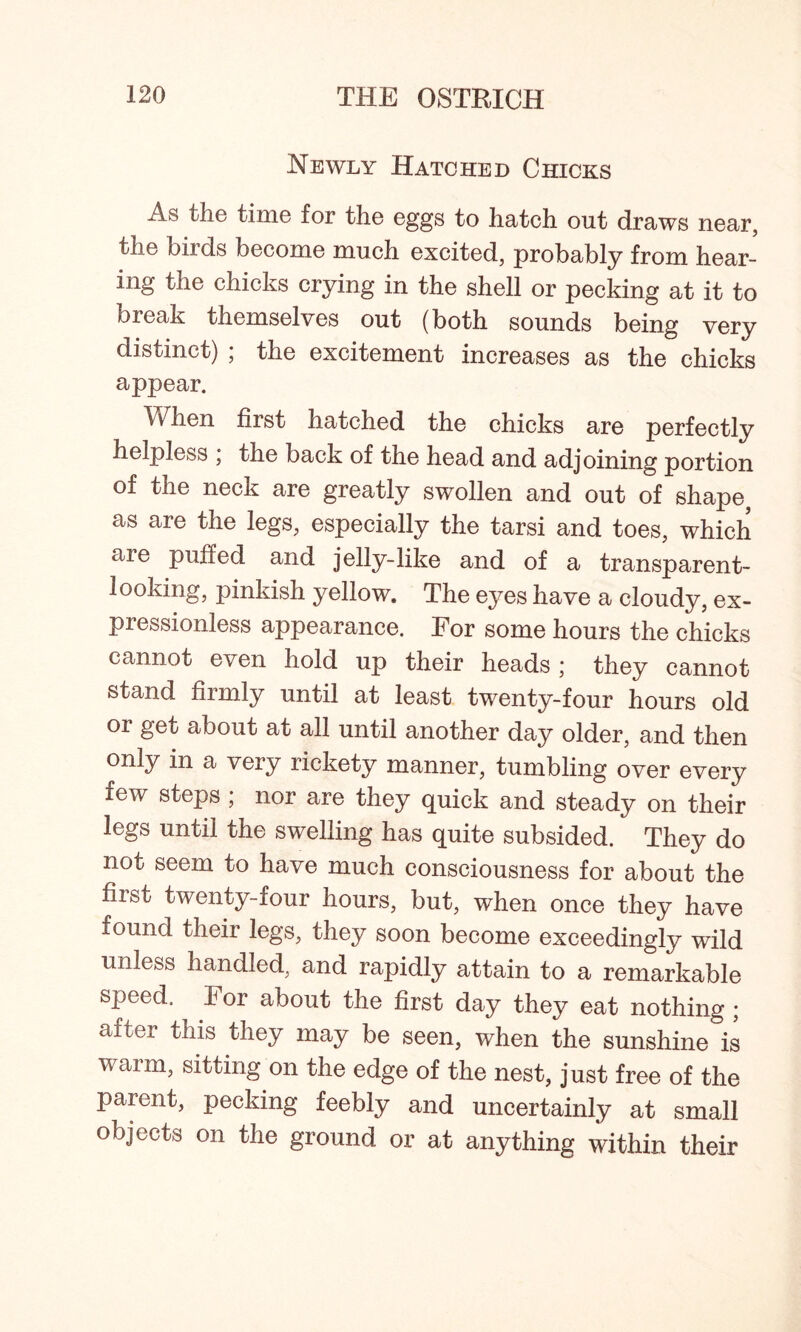 Newly Hatched Chicks As the time for the eggs to hatch out draws near, the birds become much excited, probably from hear- ing the chicks crying in the shell or pecking at it to break themselves out (both sounds being very distinct) ; the excitement increases as the chicks appear. When first hatched the chicks are perfectly helpless , the back of the head and adjoining portion of the neck are greatly swollen and out of shape as are the legs, especially the tarsi and toes, which are puffed and jelly-like and of a transparent- looking, pinkish yellow. The eyes have a cloudy, ex- pressionless appearance. For some hours the chicks cannot even hold up their heads ; they cannot stand firmly until at least twenty-four hours old or get about at all until another day older, and then only in a very rickety manner, tumbling over every few steps ; nor are they quick and steady on their legs until the swelling has quite subsided. They do not seem to have much consciousness for about the first twenty-four hours, but, when once they have found their legs, they soon become exceedingly wild unless handled, and rapidly attain to a remarkable speed. For about the first day they eat nothing ; after this they may be seen, when the sunshine is warm, sitting on the edge of the nest, just free of the parent, pecking feebly and uncertainly at small objects on the ground or at anything within their