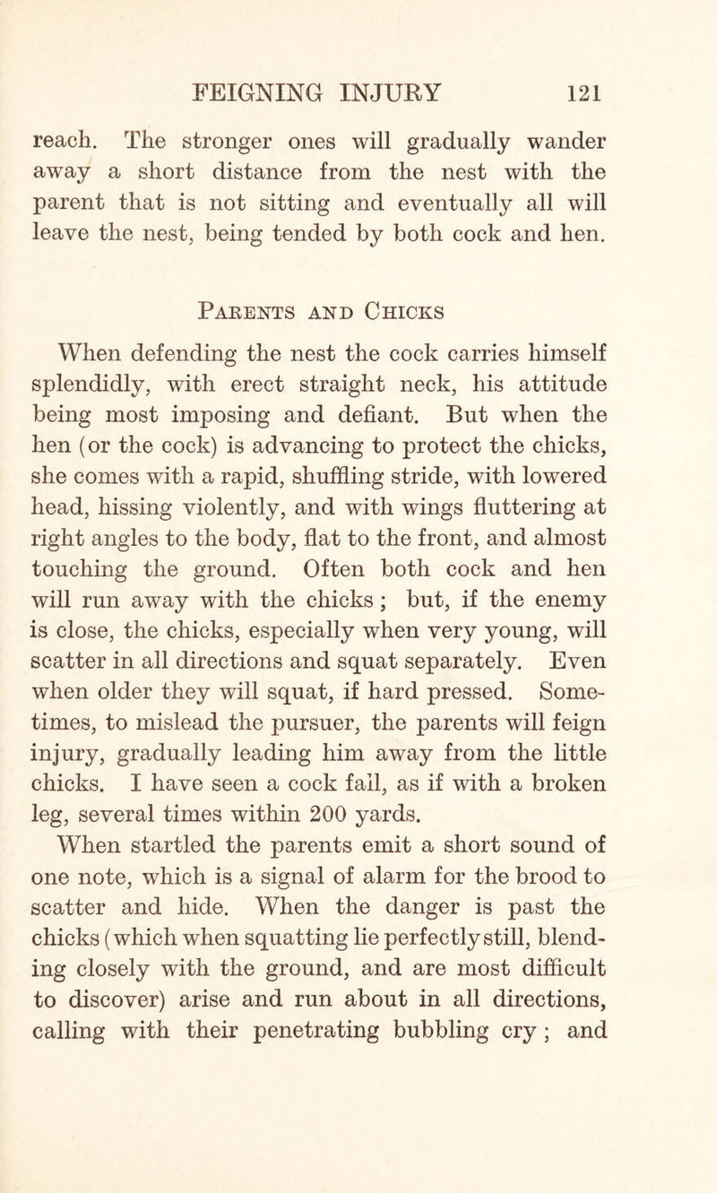 reach. The stronger ones will gradually wander away a short distance from the nest with the parent that is not sitting and eventually all will leave the nest, being tended by both cock and hen. Parents and Chicks When defending the nest the cock carries himself splendidly, with erect straight neck, his attitude being most imposing and defiant. But when the hen (or the cock) is advancing to protect the chicks, she comes with a rapid, shuffling stride, with lowered head, hissing violently, and with wings fluttering at right angles to the body, flat to the front, and almost touching the ground. Often both cock and hen will run away with the chicks; but, if the enemy is close, the chicks, especially when very young, will scatter in all directions and squat separately. Even when older they will squat, if hard pressed. Some- times, to mislead the pursuer, the parents will feign injury, gradually leading him away from the little chicks. I have seen a cock fall, as if with a broken leg, several times within 200 yards. When startled the parents emit a short sound of one note, which is a signal of alarm for the brood to scatter and hide. When the danger is past the chicks (which when squatting lie perfectly still, blend- ing closely with the ground, and are most difficult to discover) arise and run about in all directions, calling with their penetrating bubbling cry ; and