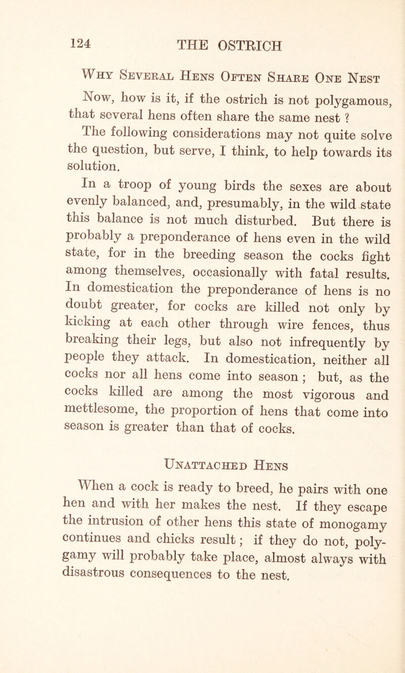 Why Several Hens Often Share One Nest Now, how is it, if the ostrich is not polygamous, that several hens often share the same nest ? The following considerations may not quite solve the question, but serve, I think, to help towards its solution. In a troop of young birds the sexes are about evenly balanced, and, presumably, in the wild state this balance is not much disturbed. But there is probably a preponderance of hens even in the wild state, for in the breeding season the cocks fight among themselves, occasionally with fatal results. In domestication the preponderance of hens is no doubt greater, for cocks are killed not only by kicking at each other through wire fences, thus breaking their legs, but also not infrequently by people they attack. In domestication, neither all cocks nor all hens come into season ; but, as the cocks killed are among the most vigorous and mettlesome, the proportion of hens that come into season is greater than that of cocks. Unattached Hens When a cock is ready to breed, he pairs with one hen and with her makes the nest. If they escape the intrusion of other hens this state of monogamy continues and chicks result; if they do not, poly- gamy will probably take place, almost always with disastrous consequences to the nest.