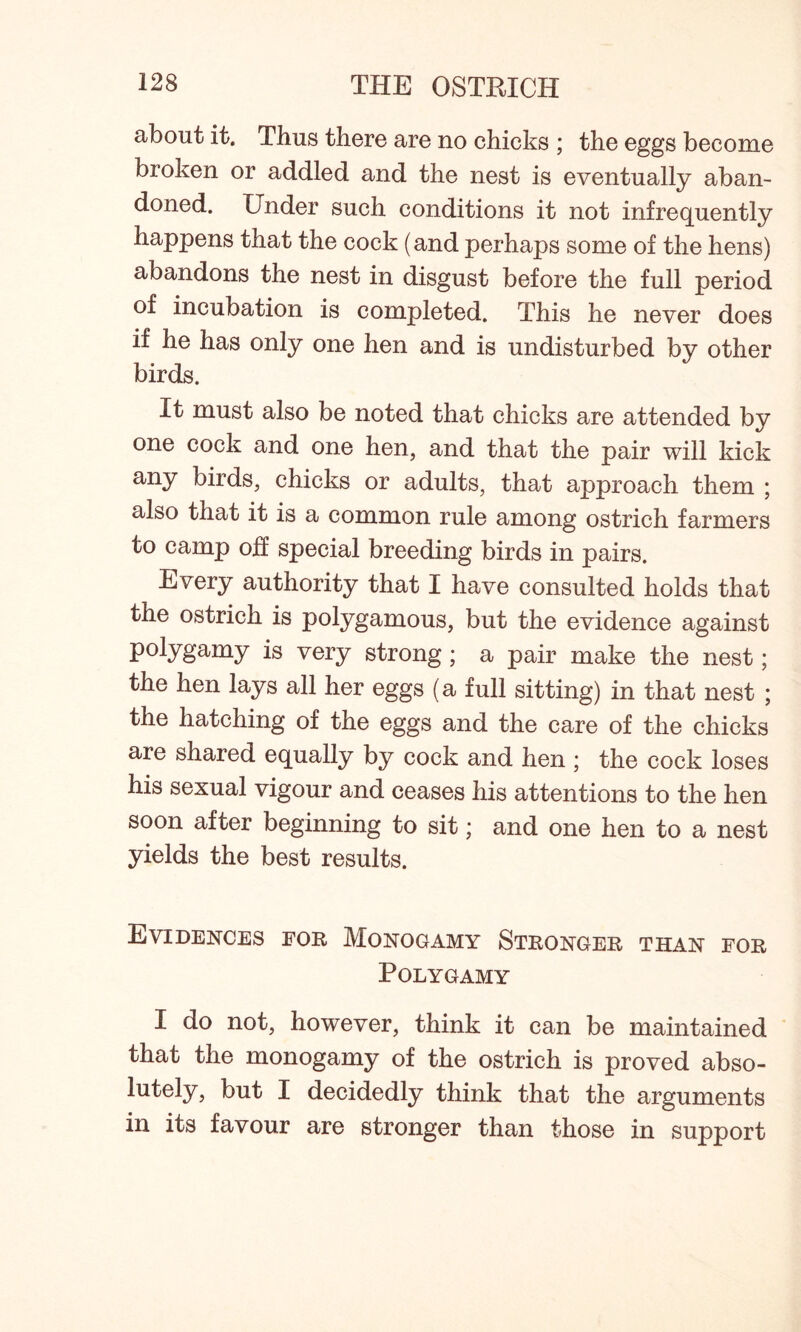 about it. Thus there are no chicks ; the eggs become broken or addled and the nest is eventually aban- doned. Under such conditions it not infrequently happens that the cock (and perhaps some of the hens) abandons the nest in disgust before the full period of incubation is completed. This he never does if he has only one hen and is undisturbed by other birds. It must also be noted that chicks are attended by one cock and one hen, and that the pair will kick any birds, chicks or adults, that approach them ; also that it is a common rule among ostrich farmers to camp off special breeding birds in pairs. Every authority that I have consulted holds that the ostrich is polygamous, but the evidence against polygamy is very strong; a pair make the nest; the hen lays all her eggs (a full sitting) in that nest ; the hatching of the eggs and the care of the chicks are shared equally by cock and hen ; the cock loses his sexual vigour and ceases his attentions to the hen soon after beginning to sit; and one hen to a nest yields the best results. Evidences for Monogamy Stronger than for Polygamy I do not, however, think it can be maintained that the monogamy of the ostrich is proved abso- lutely, but I decidedly think that the arguments in its favour are stronger than those in support