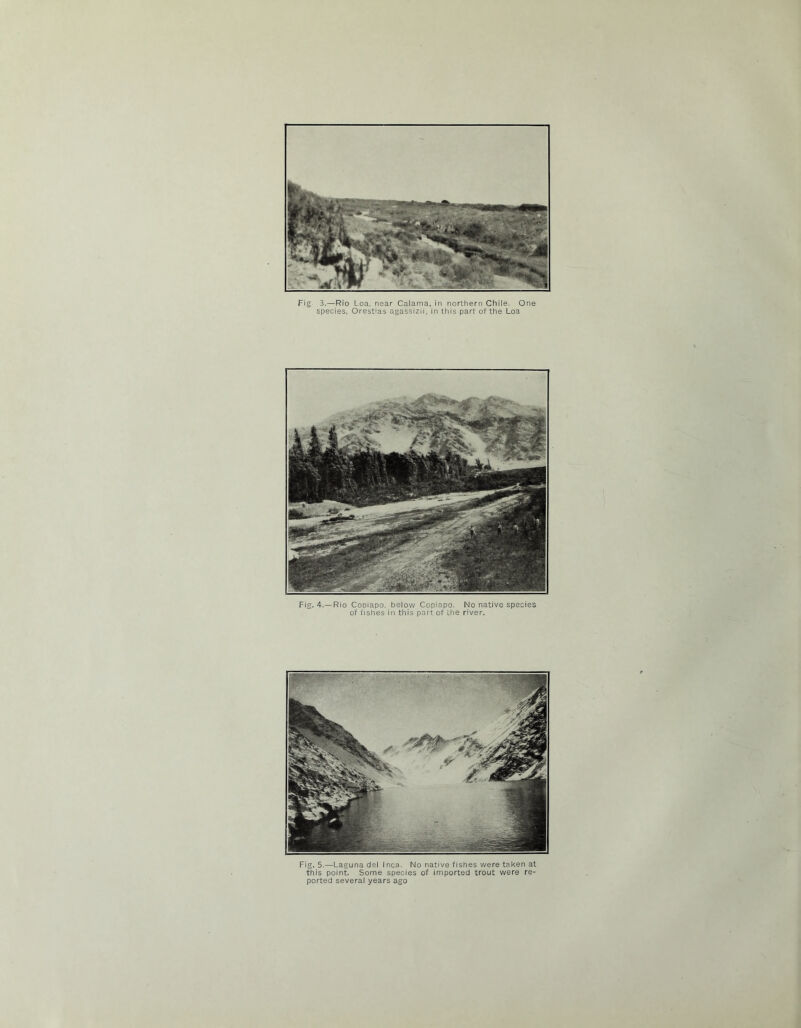 species, Orest'as agassizii, in this part of the Loa Fig. 4.—Rio Copiapo. below Copiapo. No native species of fishes in this part of Lire river. Fig. 5.—Laguna del I nca. No native fishes were taken at this point. Some species of imported trout were re- ported several years ago