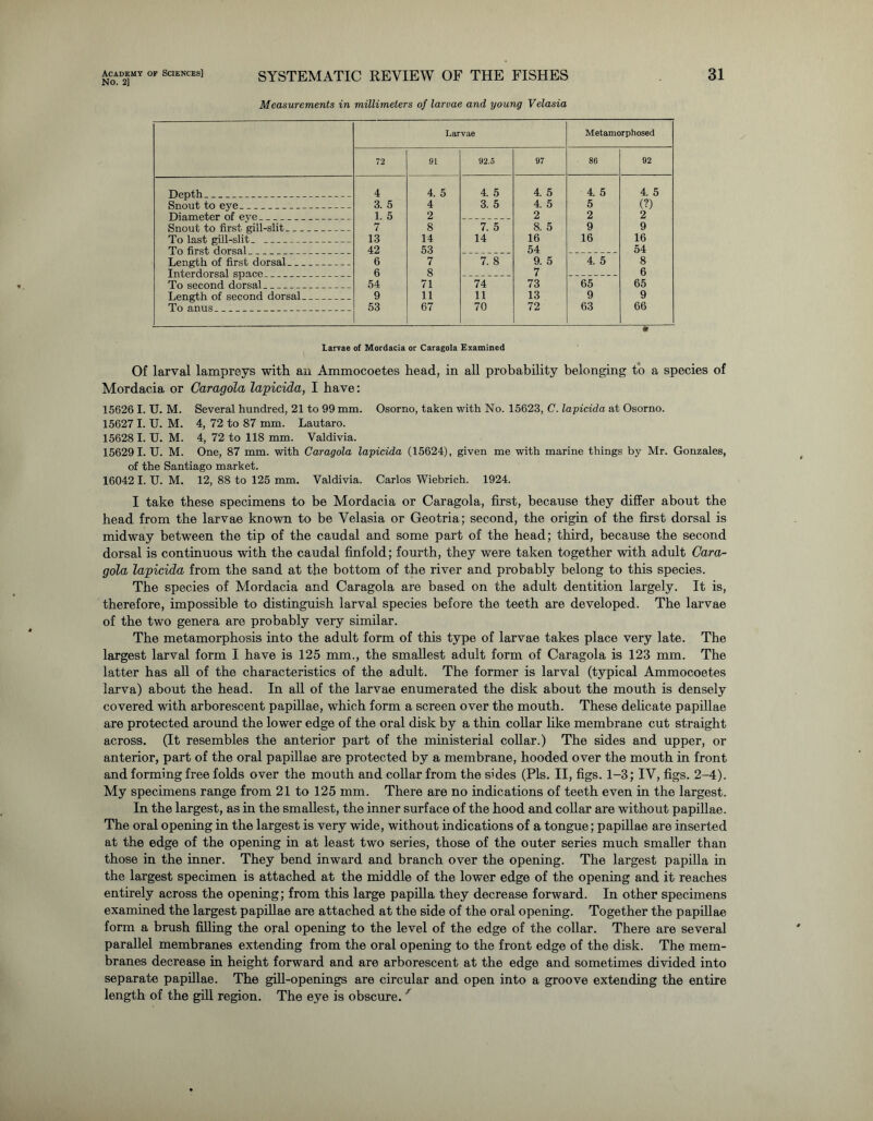 Measurements in millimeters of larvae and young Velasia Larvae Metamorphosed 72 91 92.5 97 86 92 Depth 4 4. 5 4. 5 4. 5 4. 5 4. 5 Snout to eye 3. 5 4 3. 5 4. 5 5 (?) Din,meter of eve 1. 5 2 2 2 2 Snout to first gill-slit _ 7 8 7. 5 8. 5 9 9 To last gill-slit 13 14 14 16 16 16 To first dorsal 42 53 54 54 Length of first dorsal 6 7 7. 8 9. 5 4. 5 8 To tor dorsal spaoo 6 8 7 6 To second dorsal 54 71 74 73 65 65 Length of second dorsal 9 11 11 13 9 9 To anus 53 67 70 72 63 66 Larvae of Mordacia or Caragola Examined Of larval lampreys with an Ammocoetes head, in all probability belonging to a species of Mordacia or Caragola lapicida, I have: 156261. U. M. Several hundred, 21 to 99 mm. Osorno, taken with No. 15623, C. lapicida at Osorno. 15627 I. U. M. 4, 72 to 87 mm. Lautaro. 15628 I. U. M. 4, 72 to 118 mm. Valdivia. 156291. U. M. One, 87 mm. with Caragola lapicida (15624), given me with marine things by Mr. Gonzales, of the Santiago market. 16042 I. U. M. 12, 88 to 125 mm. Valdivia. Carlos Wiebrich. 1924. I take these specimens to be Mordacia or Caragola, first, because they differ about the head from the larvae known to be Velasia or Geotria; second, the origin of the first dorsal is midway between the tip of the caudal and some part of the head; third, because the second dorsal is continuous with the caudal finfold; fourth, they were taken together with adult Cara- gola lapicida from the sand at the bottom of the river and probably belong to this species. The species of Mordacia and Caragola are based on the adult dentition largely. It is, therefore, impossible to distinguish larval species before the teeth are developed. The larvae of the two genera are probably very similar. The metamorphosis into the adult form of this type of larvae takes place very late. The largest larval form I have is 125 mm., the smallest adult form of Caragola is 123 mm. The latter has all of the characteristics of the adult. The former is larval (typical Ammocoetes larva) about the head. In all of the larvae enumerated the disk about the mouth is densely covered with arborescent papillae, which form a screen over the mouth. These delicate papillae are protected around the lower edge of the oral disk by a thin collar like membrane cut straight across. (It resembles the anterior part of the ministerial collar.) The sides and upper, or anterior, part of the oral papillae are protected by a membrane, hooded over the mouth in front and forming free folds over the mouth and collar from the sides (Pis. II, figs. 1-3; IV, figs. 2-4). My specimens range from 21 to 125 mm. There are no indications of teeth even in the largest. In the largest, as in the smallest, the inner surface of the hood and collar are without papillae. The oral opening in the largest is very wide, without indications of a tongue; papillae are inserted at the edge of the opening in at least two series, those of the outer series much smaller than those in the inner. They bend inward and branch over the opening. The largest papilla in the largest specimen is attached at the middle of the lower edge of the opening and it reaches entirely across the opening; from this large papilla they decrease forward. In other specimens examined the largest papillae are attached at the side of the oral opening. Together the papillae form a brush filling the oral opening to the level of the edge of the collar. There are several parallel membranes extending from the oral opening to the front edge of the disk. The mem- branes decrease in height forward and are arborescent at the edge and sometimes divided into separate papillae. The gill-openings are circular and open into a groove extending the entire length of the gill region. The eye is obscure. /