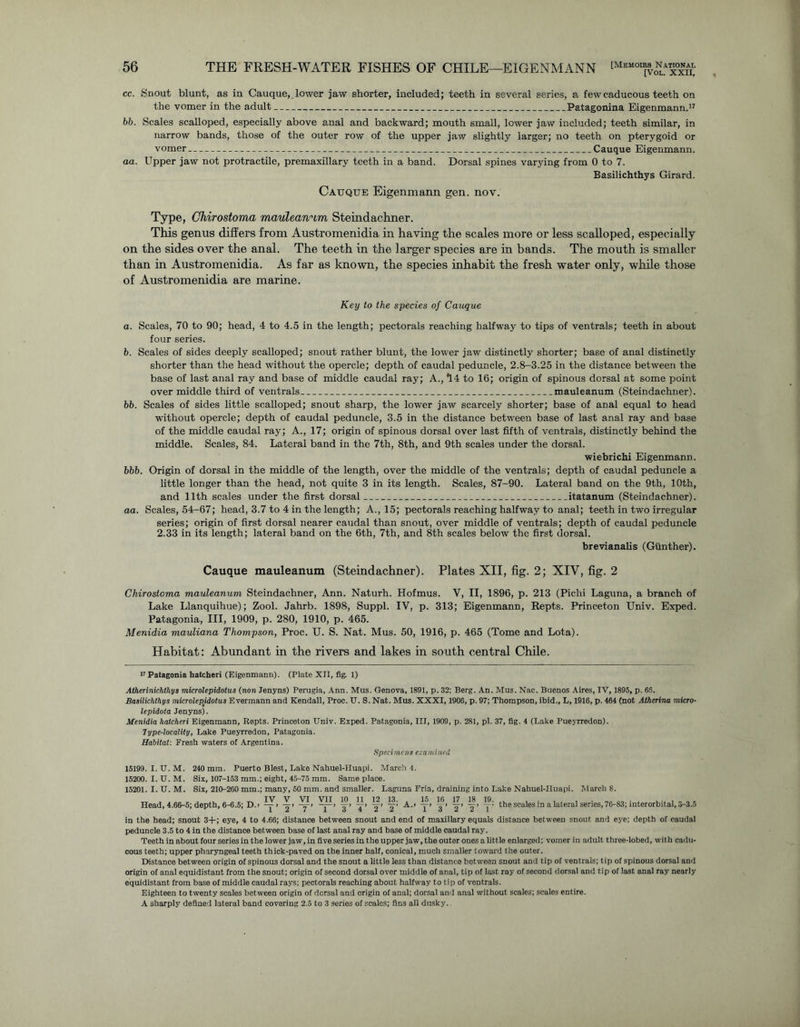 cc. Snout blunt, as in Cauque,. lower jaw shorter, included; teeth in several series, a few caducous teeth on the vomer in the adult Patagonina Eigenmann.17 bb. Scales scalloped, especially above anal and backward; mouth small, lower jaw included; teeth similar, in narrow bands, those of the outer row of the upper jaw slightly larger; no teeth on pterygoid or vomer Cauque Eigenmann. aa. Upper jaw not protractile, premaxillary teeth in a band. Dorsal spines varying from 0 to 7. Basilichthys Girard. Cauque Eigenmann gen. nov. Type, Chirostoma mauleanum Steindachner. This genus differs from Austromenidia in having the scales more or less scalloped, especially on the sides over the anal. The teeth in the larger species are in bands. The mouth is smaller than in Austromenidia. As far as known, the species inhabit the fresh water only, while those of Austromenidia are marine. Key to the species of Cauque a. Scales, 70 to 90; head, 4 to 4.5 in the length; pectorals reaching halfway to tips of ventrals; teeth in about four series. b. Scales of sides deeply scalloped; snout rather blunt, the lower jaw distinctly shorter; base of anal distinctly shorter than the head without the opercle; depth of caudal peduncle, 2.8-3.25 in the distance between the base of last anal ray and base of middle caudal ray; A., *14 to 16; origin of spinous dorsal at some point over middle third of ventrals mauleanum (Steindachner). bb. Scales of sides little scalloped; snout sharp, the lower jaw scarcely shorter; base of anal equal to head without opercle; depth of caudal peduncle, 3.5 in the distance between base of last anal ray and base of the middle caudal ray; A., 17; origin of spinous dorsal over last fifth of ventrals, distinctly behind the middle. Scales, 84. Lateral band in the 7th, 8th, and 9th scales under the dorsal. wiebrichi Eigenmann. bbb. Origin of dorsal in the middle of the length, over the middle of the ventrals; depth of caudal peduncle a little longer than the head, not quite 3 in its length. Scales, 87-90. Lateral band on the 9th, 10th, and 11th scales under the first dorsal itatanum (Steindachner). aa. Scales, 54-67; head, 3.7 to 4 in the length; A., 15; pectorals reaching halfway to anal; teeth in two irregular series; origin of first dorsal nearer caudal than snout, over middle of ventrals; depth of caudal peduncle 2.33 in its length; lateral band on the 6th, 7th, and 8th scales below the first dorsal. brevianalis (Gunther). Cauque mauleanum (Steindachner). Plates XII, fig. 2; XIV, fig. 2 Chirostoma mauleanum Steindachner, Ann. Naturh. Hofmus. V, II, 1896, p. 213 (Pichi Laguna, a branch of Lake Llanquihue); Zool. Jahrb. 1898, Suppl. IV, p. 313; Eigenmann, Repts. Princeton Univ. Exped. Patagonia, III, 1909, p. 280, 1910, p. 465. Menidia mauliana Thompson, Proc. U. S. Nat. Mus. 50, 1916, p. 465 (Tome and Lota). Habitat: Abundant in the rivers and lakes in south central Chile. >7 Patagonia hatcheri (Eigenmann). (Plate XII, fig. 1) Atherinichlhys microlepidotus (non Jenyns) Perugia, Ann. Mus. Genova, 1891, p. 32; Berg. An. Mus. Nac. Buenos Aires, IV, 1895, p. 65. Basilichthys microlepidotus Evermann and Kendall, Proc. U. S. Nat. Mus. XXXI, 1906, p. 97; Thompson, ibid., L, 1916, p. 464 (not Atherina micro- lepidota Jenyns). Menidia hatcheri Eigenmann, Repts. Princeton Univ. Exped. Patagonia, III, 1909, p. 281, pi. 37, fig. 4 (Lake Pueyrredon). Type-locality, Lake Pueyrredon, Patagonia. Habitat: Fresh waters of Argentina. Specimens examined 15199. I. U. M. 240 mm. Puerto Blest, Lake Nahuel-Huapi. March 4. 15200. I. U. M. Six, 107-153 mm.; eight, 45-75 mm. Same place. 15201. I. U. M. Six, 210-260 mm.; many, 50 mm. and smaller. Laguna Fria, draining into Lake Nahuel-Huapi. March 8. „ J „ „„ „ . IV V VI VII 10 11 12 13. . 15 16 17 18 19. , . . , . , Head, 4.66-5; depth, 6-6.5; D.> —i y y > y> y y y y A.> -y y y y y> the scales m a lateral series, 76-83; mterorbital, 3-3.5 in the head; snout 3+; eye, 4 to 4.66; distance between snout and end of maxillary equals distance between snout and eye; depth of caudal peduncle 3.5 to 4 in the distance between base of last anal ray and base of middle caudal ray. Teeth in about four series in the lower jaw, in five series in the upper jaw, the outer ones a little enlarged; vomer in adult three-lobed, with cadu- cous teeth; upper pharyngeal teeth thick-paved on the inner half, conical, much smaller toward the outer. Distance between origin of spinous dorsal and the snout a little less than distance between snout and tip of ventrals; tip of spinous dorsal and origin of anal equidistant from the snout; origin of second dorsal over middle of anal, tip of last ray of second dorsal and tip of last anal ray nearly equidistant from base of middle caudal rays; pectorals reaching about halfway to tip of ventrals. Eighteen to twenty scales between origin of dorsal and origin of anal; dorsal and anal without scales; scales entire. A sharply defined lateral band covering 2.5 to 3 series of scales; fins all dusky.