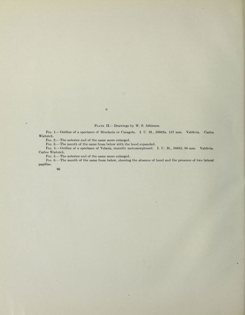 Plate II.—Drawings by W. S. Atkinson Fig. 1.—Outline of a specimen of Mordacia or Caragola. I. U. M., 16042a. 117 mm. Valdivia. Carlos Wiebrich. Fig. 2.—The anterior end of the same more enlarged. Fig. 3.—The mouth of the same from below with the hood expanded. Fig. 4.—Outline of a specimen of Velasia, recently metomorphosed. I. U. M., 16043, 86 mm. Valdivia. Carlos Wiebrich. Fig. 5.—The anterior end of the same more enlarged. Fig. 6.—The mouth of the same from below, showing the absence of hood and the presence of two lateral papillae.