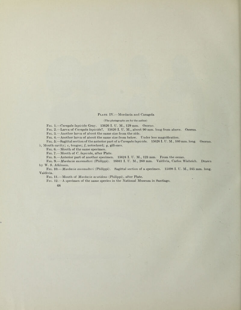Plate IV.—Mordacia and Caragola (The photographs are by the author) Fig. 1.—Caragola lapicida Gray. 15626 I. U. M., 129 mm. Osorno. Fig. 2.—Larva of Caragola lapicida?. 15626 I. U. M., about 90 mm. long from above. Osorno. Fig. 3.—Another larva of about the same size from the side. Fig. 4.—Another larva of about the same size from below. Under less magnification. Fig. 5.—Sagittal section of the anterior part of a Caragola lapicida. 15626 I. U. M., 160 mm. long. Osorno. b, Mouth cavity; c, tongue; /, notochord; g, gill-sacs. Fig. 6.—Mouth of the same specimen. Fig. 7.—Mouth of C. lapicida, after Plate. Fig. 8.—Anterior part of another specimen. 15624 I. U. M., 123 mm. From the ocean. Fig. 9.—Mordacia anwandteri (Philippi). 16041 I. IT. M., 260 mm. Valdivia, Carlos Wiebrich. Drawn by W. S. Atkinson. Fig. 10.—Mordacia anwandteri (Philippi). Sagittal section of a specimen. 15498 I. U. M., 245 mm. long. Valdivia. Fig. 11.—Mouth of Mordacia. acutidens (Philippi), after Plate. Fig. 12.—A specimen of the same species in the National Museum in Santiago.