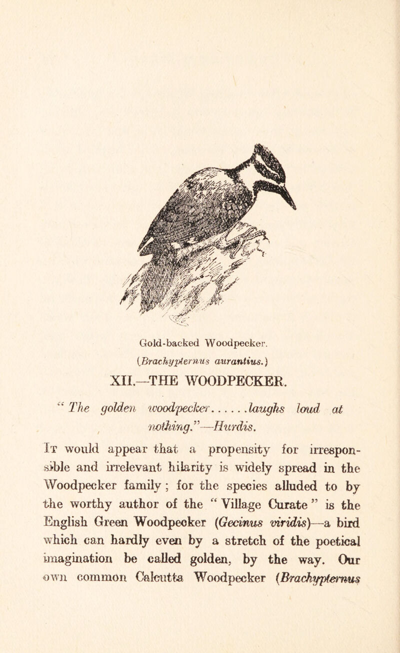 Gold-backed Woodpecker. (Brachypternus aurantius.) XII.—THE WOODPECKER. “ The golden woodpeclcer laughs loud at nothing.” —Hurdis. It would appear that a propensity for irrespon- sible and irrelevant hilarity is widely spread in the Woodpecker family ; for the species alluded to by the worthy author of the “ Village Curate ” is the English Green Woodpecker (Gecinus viridis)—a bird which can hardly even by a stretch of the poetical imagination be called golden, by the way. Our own common Calcutta Woodpecker (jBrachypternus