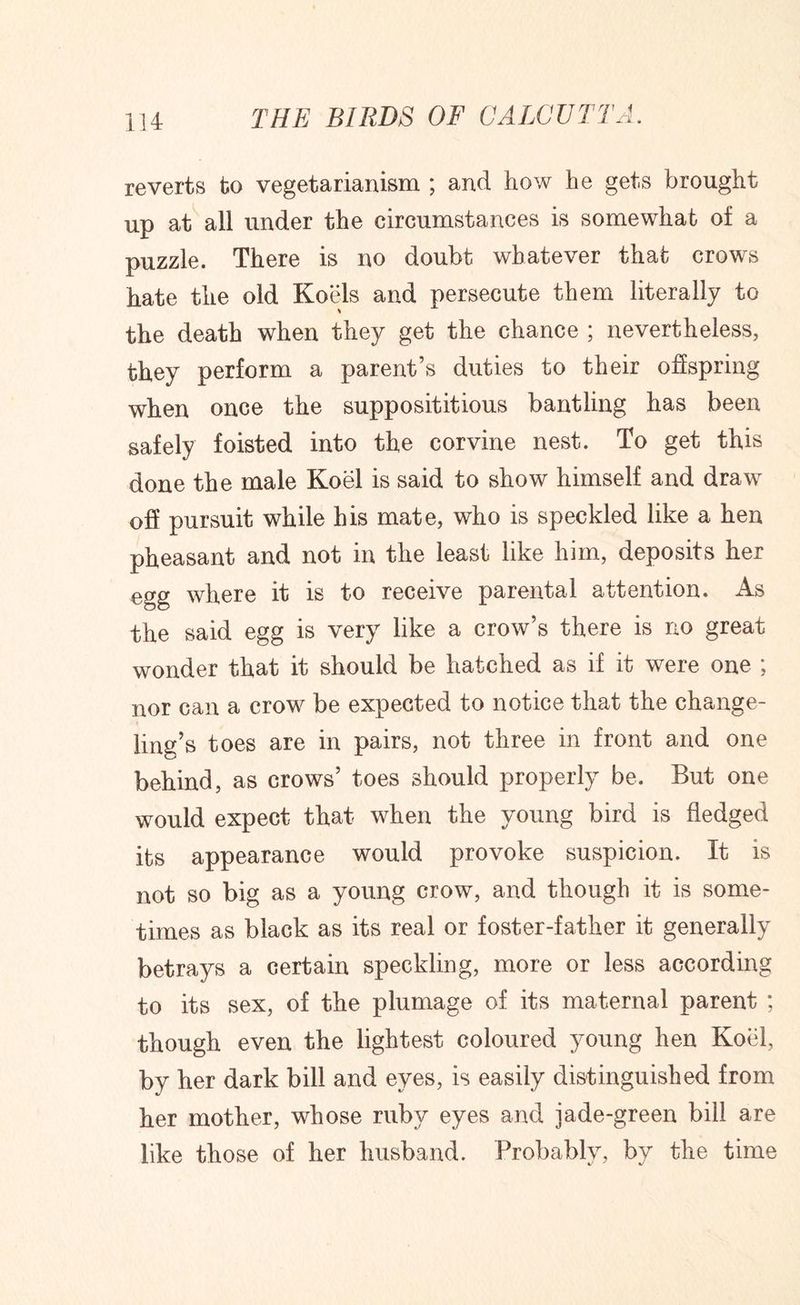 reverts to vegetarianism ; and how he gets brought up at all under the circumstances is somewhat of a puzzle. There is no doubt whatever that crows hate the old Koels and persecute them literally to the death when they get the chance ; nevertheless, they perform a parent’s duties to their offspring when once the supposititious bantling has been safely foisted into the corvine nest. To get this done the male Koel is said to show himself and draw oh pursuit while his mate, who is speckled like a hen pheasant and not in the least like him, deposits her egg where it is to receive parental attention. As the said egg is very like a crow’s there is no great wonder that it should be hatched as if it were one ; nor can a crow be expected to notice that the change- ling’s toes are in pairs, not three in front and one behind, as crows’ toes should properly be. But one would expect that when the young bird is fledged its appearance would provoke suspicion. It is not so big as a young crow, and though it is some- times as black as its real or foster-father it generally betrays a certain speckling, more or less according to its sex, of the plumage of its maternal parent ; though even the lightest coloured young hen Koel, by her dark bill and eyes, is easily distinguished from her mother, whose ruby eyes and jade-green bill are like those of her husband. Probably, by the time