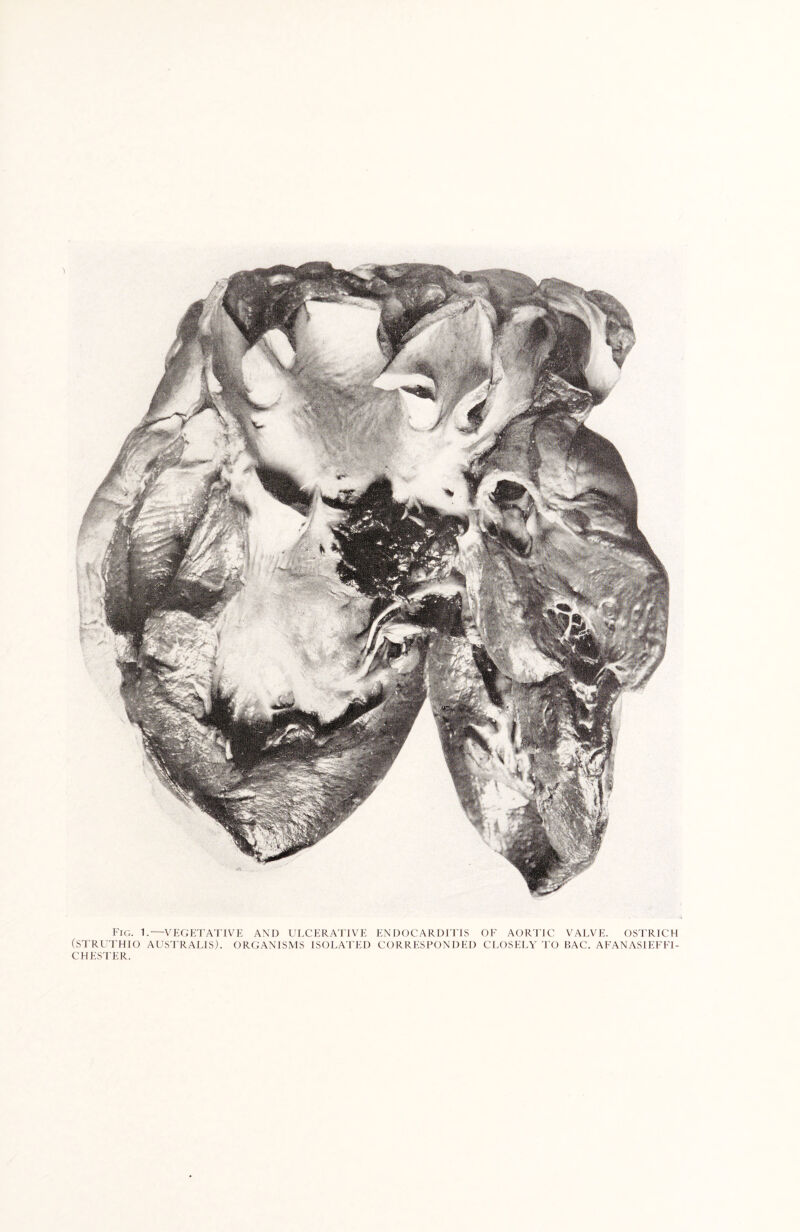 'I Fig. 1.—VEGETATIVE AND ULCERATIVE ENDOCARDITIS OF AORTIC VALVE. OSTRICH (STRUTHIO AUSTRALIS). ORGANISMS ISOLATED CORRESPONDED CLOSELY TO BAC. AFANASIEFFI- CHESTER.