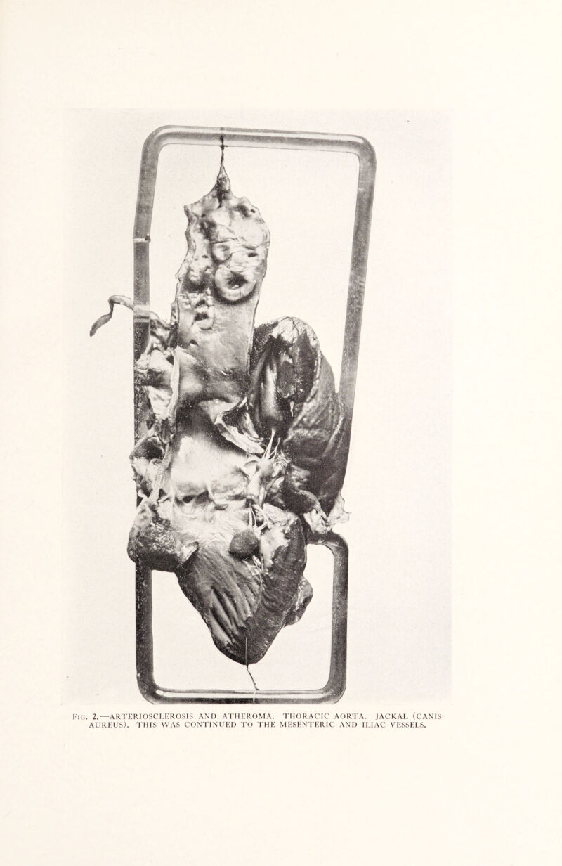 Fig. 2.—ARTERIOSCLEROSIS AND ATHEROMA. THORACIC AORTA. JACKAL (CANIS AUREUS). THIS WAS CONTINUED TO THE MESENTERIC AND ILIAC VESSELS.