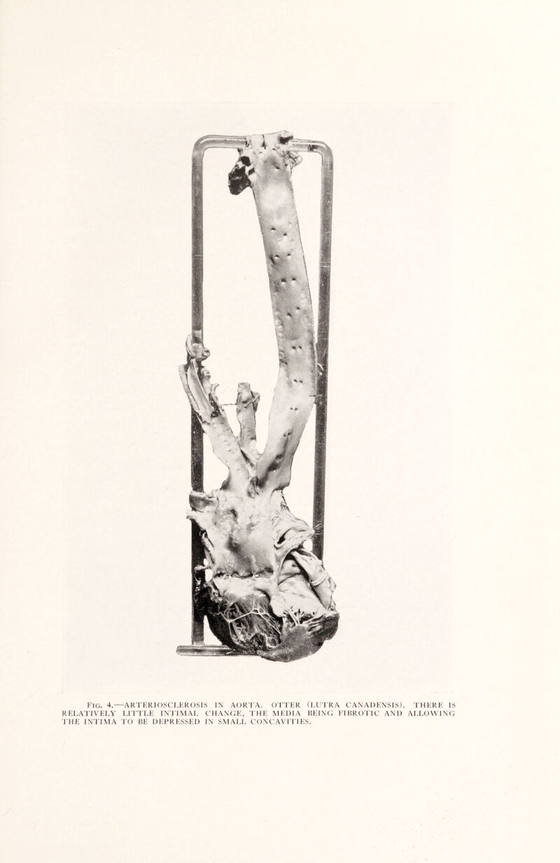 Fig. 4.—ARTERIOSCLEROSIS IN AORTA. OTTER (LUTRA CANADENSIS). THERE IS RELATIVELY LITTLE INT1MAL CHANGE, THE MEDIA BEING FIBROTIC AND ALLOWING THE INTIMA TO BE DEPRESSED IN SMALL CONCAVITIES.