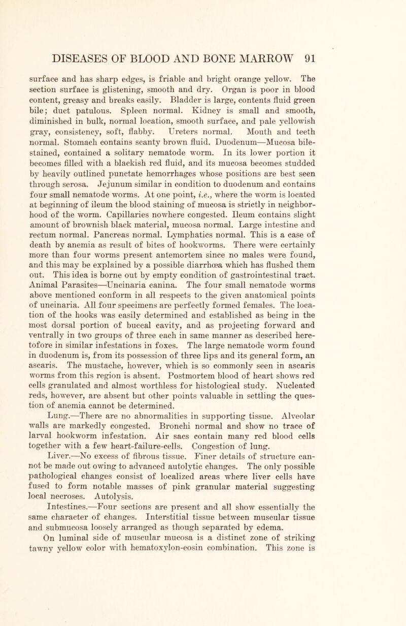 surface and has sharp edges, is friable and bright orange yellow. The section surface is glistening, smooth and dry. Organ is poor in blood content, greasy and breaks easily. Bladder is large, contents fluid green bile; duct patulous. Spleen normal. Kidney is small and smooth, diminished in bulk, normal location, smooth surface, and pale yellowish gray, consistency, soft, flabby. Ureters normal. Mouth and teeth normal. Stomach contains scanty brown fluid. Duodenum—Mucosa bile- stained, contained a solitary nematode -worm. In its lower portion it becomes filled with a blackish red fluid, and its mucosa becomes studded by heavily outlined punctate hemorrhages whose positions are best seen through serosa. Jejunum similar in condition to duodenum and contains four small nematode worms. At one point, i.e., where the worm is located at beginning of ileum the blood staining of mucosa is strictly in neighbor- hood of the worm. Capillaries nowhere congested. Ileum contains slight amount of brownish black material, mucosa normal. Large intestine and rectum normal. Pancreas normal. Lymphatics normal. This is a case of death by anemia as result of bites of hookworms. There were certainly more than four worms present antemortem since no males were found, and this may be explained by a possible diarrhoea which has flushed them out. This idea is borne out by empty condition of gastrointestinal tract. Animal Parasites—Uncinaria canina. The four small nematode worms above mentioned conform in all respects to the given anatomical points of uncinaria. All four specimens are perfectly formed females. The loca- tion of the hooks was easily determined and established as being in the most dorsal portion of buccal cavity, and as projecting forward and ventrally in two groups of three each in same manner as described here- tofore in similar infestations in foxes. The large nematode worm found in duodenum is, from its possession of three lips and its general form, an ascaris. The mustache, however, which is so commonly seen in ascaris worms from this region is absent. Postmortem blood of heart shows red cells granulated and almost worthless for histological study. Nucleated reds, however, are absent but other points valuable in settling the ques- tion of anemia cannot be determined. Lung.—There are no abnormalities in supporting tissue. Alveolar walls are markedly congested. Bronchi normal and show no trace of larval hookworm infestation. Air sacs contain many red blood cells together with a few heart-failure-cells. Congestion of lung. Liver.—No excess of fibrous tissue. Finer details of structure can- not be made out owing to advanced autolytic changes. The only possible pathological changes consist of localized areas where liver cells have fused to form notable masses of pink granular material suggesting local necroses. Autolysis. Intestines.—Four sections are present and all show essentially the same character of changes. Interstitial tissue between muscular tissue and submucosa loosely arranged as though separated by edema. On luminal side of muscular mucosa is a distinct zone of striking tawny yellow color with hematoxylon-eosin combination. This zone is
