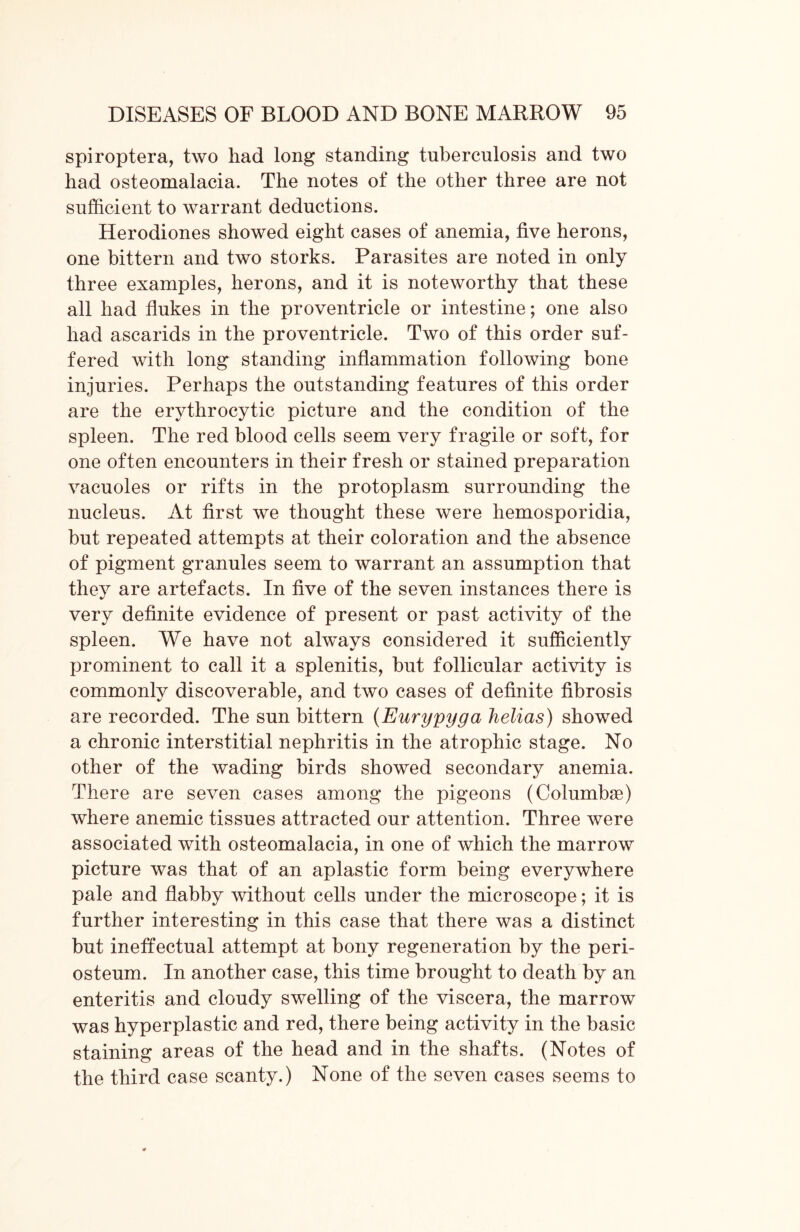 spiroptera, two had long standing tuberculosis and two had osteomalacia. The notes of the other three are not sufficient to warrant deductions. Herodiones showed eight cases of anemia, five herons, one bittern and two storks. Parasites are noted in only three examples, herons, and it is noteworthy that these all had flukes in the proventricle or intestine; one also had ascarids in the proventricle. Two of this order suf- fered with long standing inflammation following bone injuries. Perhaps the outstanding features of this order are the erythrocytic picture and the condition of the spleen. The red blood cells seem very fragile or soft, for one often encounters in their fresh or stained preparation vacuoles or rifts in the protoplasm surrounding the nucleus. At first we thought these were hemosporidia, but repeated attempts at their coloration and the absence of pigment granules seem to warrant an assumption that they are artefacts. In five of the seven instances there is very definite evidence of present or past activity of the spleen. We have not always considered it sufficiently prominent to call it a splenitis, but follicular activity is commonlv discoverable, and two cases of definite fibrosis are recorded. The sun bittern (Eurypyga helias) showed a chronic interstitial nephritis in the atrophic stage. No other of the wading birds showed secondary anemia. There are seven cases among the pigeons (Columbae) where anemic tissues attracted our attention. Three were associated with osteomalacia, in one of which the marrow picture was that of an aplastic form being everywhere pale and flabby without cells under the microscope ; it is further interesting in this case that there was a distinct but ineffectual attempt at bony regeneration by the peri- osteum. In another case, this time brought to death by an enteritis and cloudy swelling of the viscera, the marrow was hyperplastic and red, there being activity in the basic staining areas of the head and in the shafts. (Notes of the third case scanty.) None of the seven cases seems to