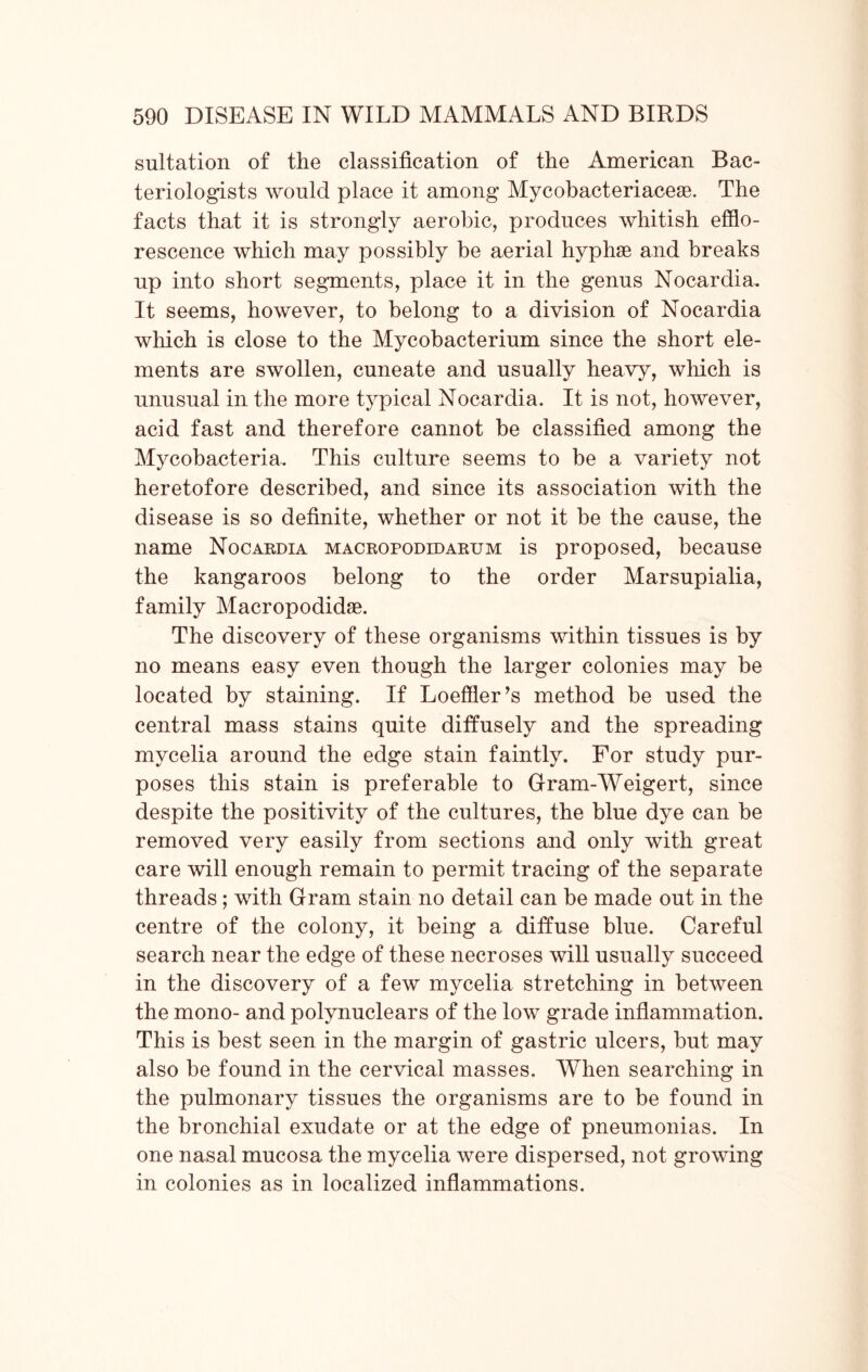 saltation of the classification of the American Bac- teriologists wonld place it among Mycobaeteriacese. The facts that it is strongly aerobic, produces whitish efflo- rescence which may possibly be aerial hyphse and breaks np into short segments, place it in the genus Nocardia. It seems, however, to belong to a division of Nocardia which is close to the Mycobacterium since the short ele- ments are swollen, cuneate and usually heavy, which is unusual in the more typical Nocardia. It is not, however, acid fast and therefore cannot be classified among the Mycobacteria. This culture seems to be a variety not heretofore described, and since its association with the disease is so definite, whether or not it be the cause, the name Nocardia macropodidarum is proposed, because the kangaroos belong to the order Marsupialia, family Macropodidae. The discovery of these organisms within tissues is by no means easy even though the larger colonies may be located by staining. If Loeffler’s method be used the central mass stains quite diffusely and the spreading mycelia around the edge stain faintly. For study pur- poses this stain is preferable to Gram-Weigert, since despite the positivity of the cultures, the blue dye can be removed very easily from sections and only with great care will enough remain to permit tracing of the separate threads; with Gram stain no detail can be made out in the centre of the colony, it being a diffuse blue. Careful search near the edge of these necroses will usually succeed in the discovery of a few mycelia stretching in between the mono- and polynuclears of the low grade inflammation. This is best seen in the margin of gastric ulcers, but may also be found in the cervical masses. When searching in the pulmonary tissues the organisms are to be found in the bronchial exudate or at the edge of pneumonias. In one nasal mucosa the mycelia were dispersed, not growing in colonies as in localized inflammations.