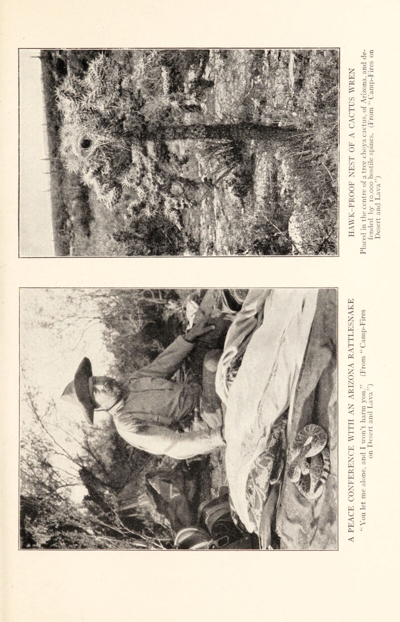 A PEACE CONFERENCE WITH AN ARIZONA RATTLESNAKE HAWK-PROOF NEST OF A CACTUS WREN “ You let me alone, and I won’t harm you.” (From “ Camp-Fires Placed in the centre of a tree choya cactus, of Arizona, and de- on Desert and Lava”) fended by 10,000 hostile spines, (From “Camp-Fires on Desert and Lava”)