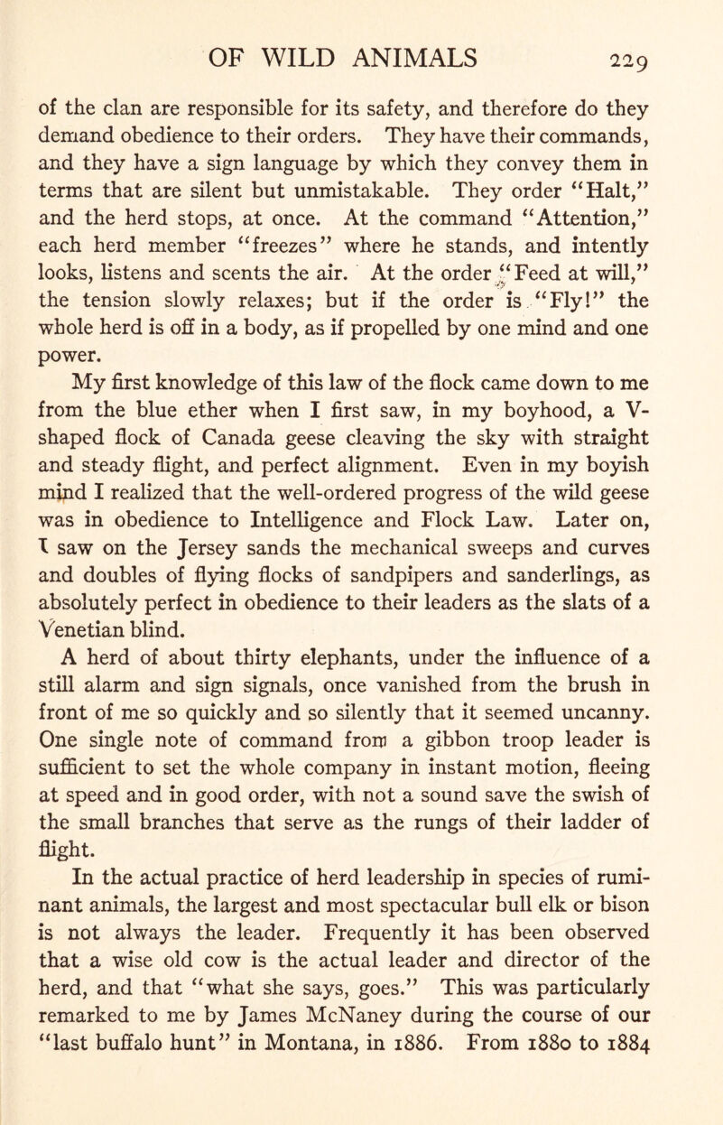 of the clan are responsible for its safety, and therefore do they demand obedience to their orders. They have their commands, and they have a sign language by which they convey them in terms that are silent but unmistakable. They order “Halt,” and the herd stops, at once. At the command “Attention,” each herd member “freezes” where he stands, and intently looks, listens and scents the air. At the order “Feed at will,” the tension slowly relaxes; but if the order is “Fly!” the whole herd is off in a body, as if propelled by one mind and one power. My first knowledge of this law of the flock came down to me from the blue ether when I first saw, in my boyhood, a V- shaped flock of Canada geese cleaving the sky with straight and steady flight, and perfect alignment. Even in my boyish mind I realized that the well-ordered progress of the wild geese was in obedience to Intelligence and Flock Law. Later on, I saw on the Jersey sands the mechanical sweeps and curves and doubles of flying flocks of sandpipers and sanderlings, as absolutely perfect in obedience to their leaders as the slats of a Venetian blind. A herd of about thirty elephants, under the influence of a still alarm and sign signals, once vanished from the brush in front of me so quickly and so silently that it seemed uncanny. One single note of command from a gibbon troop leader is sufficient to set the whole company in instant motion, fleeing at speed and in good order, with not a sound save the swish of the small branches that serve as the rungs of their ladder of flight. In the actual practice of herd leadership in species of rumi- nant animals, the largest and most spectacular bull elk or bison is not always the leader. Frequently it has been observed that a wise old cow is the actual leader and director of the herd, and that “what she says, goes.” This was particularly remarked to me by James McNaney during the course of our “last buffalo hunt” in Montana, in 1886. From 1880 to 1884