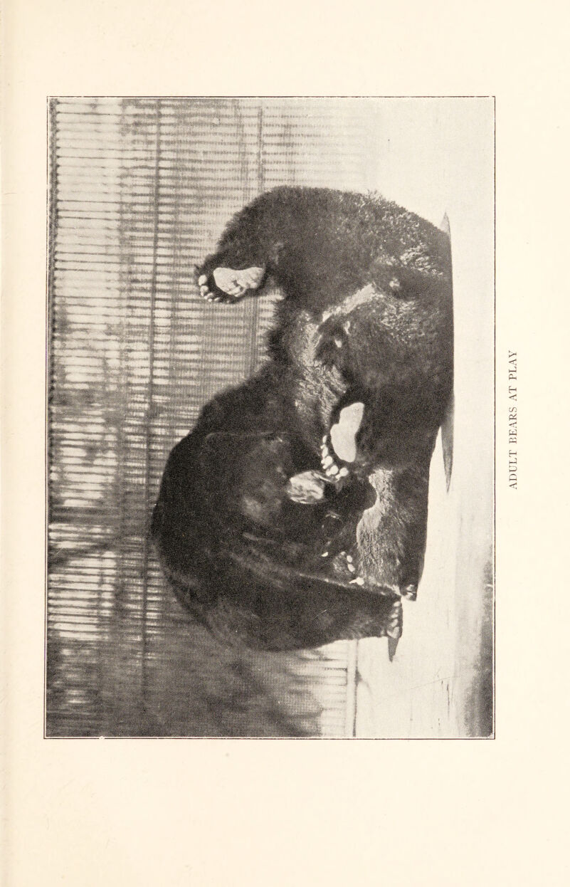 ADULT BEARS AT PLAY
