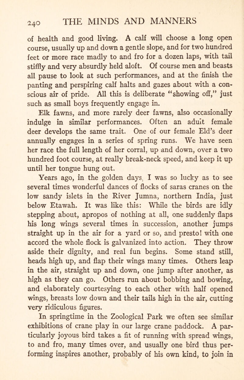 of health and good living. A calf will choose a long open course, usually up and down a gentle slope, and for two hundred feet or more race madly to and fro for a dozen laps, with tail stiffly and very absurdly held aloft. Of course men and beasts all pause to look at such performances, and at the finish the panting and perspiring calf halts and gazes about with a con- scious air of pride. All this is deliberate “ showing off,” just such as small boys frequently engage in. Elk fawns, and more rarely deer fawns, also occasionally indulge in similar performances. Often an adult female deer develops the same trait. One of our female Eld’s deer annually engages in a series of spring runs. We have seen her race the full length of her corral, up and down, over a two hundred foot course, at really break-neck speed, and keep it up until her tongue hung out. Years ago, in the golden days, I was so lucky as to see several times wonderful dances of flocks of saras cranes on the low sandy islets in the River Jumna, northern India, just below Etawah. It was like this: While the birds are idly stepping about, apropos of nothing at all, one suddenly flaps his long wings several times in succession, another jumps straight up in the air for a yard or so, and presto! with one accord the whole flock is galvanized into action. They throw aside their dignity, and real fun begins. Some stand still, heads high up, and flap their wings many times. Others leap in the air, straight up and down, one jump after another, as high as they can go. Others run about bobbing and bowing, and elaborately courtesying to each other with half opened wings, breasts low down and their tails high in the air, cutting very ridiculous figures. In springtime in the Zoological Park we often see similar exhibitions of crane play in our large crane paddock. A par- ticularly joyous bird takes a fit of running with spread wings, to and fro, many times over, and usually one bird thus per- forming inspires another, probably of his own kind, to join in