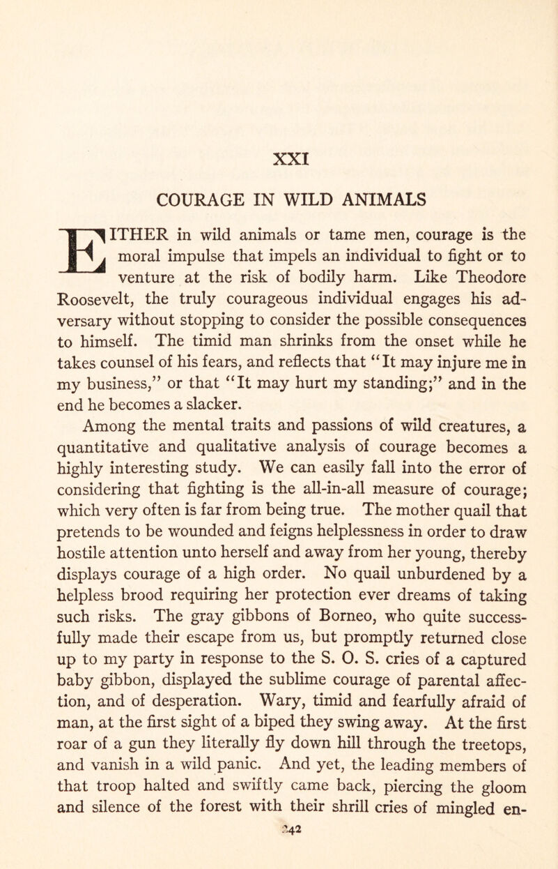 XXI COURAGE IN WILD ANIMALS EITHER in wild animals or tame men, courage is the moral impulse that impels an individual to fight or to venture at the risk of bodily harm. Like Theodore Roosevelt, the truly courageous individual engages his ad- versary without stopping to consider the possible consequences to himself. The timid man shrinks from the onset while he takes counsel of his fears, and reflects that “It may injure me in my business,1” or that “It may hurt my standing;” and in the end he becomes a slacker. Among the mental traits and passions of wild creatures, a quantitative and qualitative analysis of courage becomes a highly interesting study. We can easily fall into the error of considering that fighting is the all-in-all measure of courage; which very often is far from being true. The mother quail that pretends to be wounded and feigns helplessness in order to draw hostile attention unto herself and away from her young, thereby displays courage of a high order. No quail unburdened by a helpless brood requiring her protection ever dreams of taking such risks. The gray gibbons of Borneo, who quite success- fully made their escape from us, but promptly returned close up to my party in response to the S. 0. S. cries of a captured baby gibbon, displayed the sublime courage of parental affec- tion, and of desperation. Wary, timid and fearfully afraid of man, at the first sight of a biped they swing away. At the first roar of a gun they literally fly down hill through the treetops, and vanish in a wild panic. And yet, the leading members of that troop halted and swiftly came back, piercing the gloom and silence of the forest with their shrill cries of mingled en-