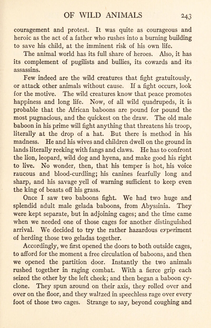 couragement and protest. It was quite as courageous and heroic as the act of a father who rushes into a burning building to save his child, at the imminent risk of his own life. The animal world has its full share of heroes. Also, it has its complement of pugilists and bullies, its cowards and its assassins. Few indeed are the wild creatures that fight gratuitously, or attack other animals without cause. If a fight occurs, look for the motive. The wild creatures know that peace promotes happiness and long life. Now, of all wild quadrupeds, it is probable that the African baboons are pound for pound the most pugnacious, and the quickest on the draw. The old male baboon in his prime will fight anything that threatens his troop, literally at the drop of a hat. But there is method in his madness. He and his wives and children dwell on the ground in lands literally reeking with fangs and claws. He has to confront the lion, leopard, wild dog and hyena, and make good his right to live. No wonder, then, that his temper is hot, his voice raucous and blood-curdling; his canines fearfully long and sharp, and his savage yell of warning sufficient to keep even the king of beasts off his grass. Once I saw two baboons fight. We had two huge and splendid adult male gelada baboons, from Abyssinia. They were kept separate, but in adjoining cages; and the time came when we needed one of those cages for another distinguished arrival. We decided to try the rather hazardous experiment of herding those two geladas together. Accordingly, we first opened the doors to both outside cages, to afford for the moment a free circulation of baboons, and then we opened the partition door. Instantly the two animals rushed together in raging combat. With a fierce grip each seized the other by the left cheek; and then began a baboon cy- clone. They spun around on their axis, they rolled over and over on the floor, and they waltzed in speechless rage over every foot of those two cages. Strange to say, beyond coughing and