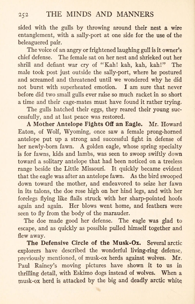 sided with the gulls by throwing around their nest a wire entanglement, with a sally-port at one side for the use of the beleaguered pair. The voice of an angry or frightened laughing gull is it owner’s chief defense. The female sat on her nest and shrieked out her shrill and defiant war cry of “Kah! kah, kah, kali!” The male took post just outside the sally-port, where he postured and screamed and threatened until we wondered why he did not burst with superheated emotion. I am sure that never before did two small gulls ever raise so much racket in so short a time and their cage-mates must have found it rather trying. The gulls hatched their eggs, they reared their young suc- cessfully, and at last peace was restored. A Mother Antelope Fights Off an Eagle. Mr. Howard Eaton, of Wolf, Wyoming, once saw a female prong-horned antelope put up a strong and successful fight in defense of her newly-born fawn. A golden eagle, whose spring specialty is for fawns, kids and lambs, was seen to swoop swiftly down toward a solitary antelope that had been noticed on a treeless range beside the Little Missouri. It quickly became evident that the eagle was after an antelope fawn. As the bird swooped down toward the mother, and endeavored to seize her fawn in its talons, the doe rose high on her hind legs, and with her forelegs flying like flails struck with her sharp-pointed hoofs again and again. Her blows went home, and feathers were seen to fly from the body of the marauder. The doe made good her defense. The eagle was glad to escape, and as quickly as possible pulled himself together and flew away. The Defensive Circle of the Musk-Ox. Several arctic explorers have described the wonderful living-ring defense, previously mentioned, of musk-ox herds against wolves. Mr. Paul Rainey’s moving pictures have shown it to us in thrilling detail, with Eskimo dogs instead of wolves. When a piusk-ox herd is attacked by the big and deadly arctic white