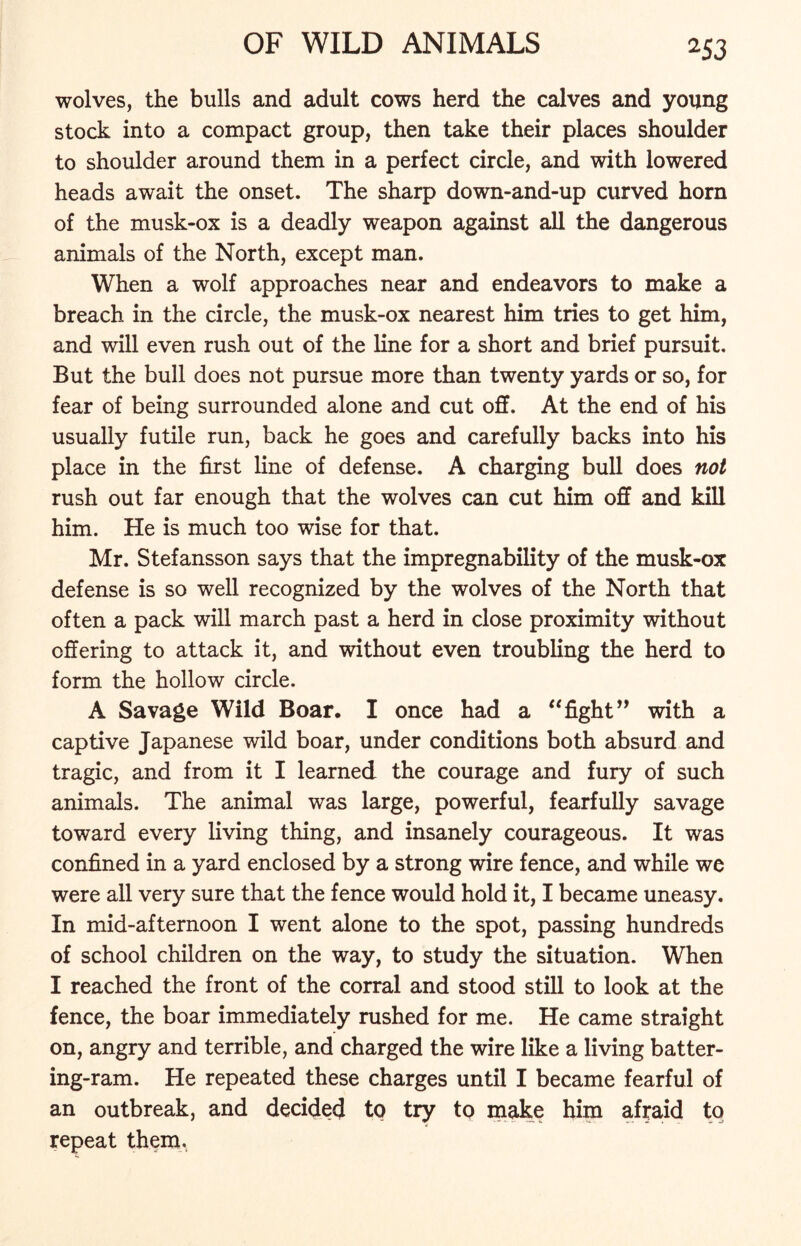 wolves, the bulls and adult cows herd the calves and young stock into a compact group, then take their places shoulder to shoulder around them in a perfect circle, and with lowered heads await the onset. The sharp down-and-up curved horn of the musk-ox is a deadly weapon against all the dangerous animals of the North, except man. When a wolf approaches near and endeavors to make a breach in the circle, the musk-ox nearest him tries to get him, and will even rush out of the line for a short and brief pursuit. But the bull does not pursue more than twenty yards or so, for fear of being surrounded alone and cut off. At the end of his usually futile run, back he goes and carefully backs into his place in the first line of defense. A charging bull does not rush out far enough that the wolves can cut him off and kill him. He is much too wise for that. Mr. Stefansson says that the impregnability of the musk-ox defense is so well recognized by the wolves of the North that often a pack will march past a herd in close proximity without offering to attack it, and without even troubling the herd to form the hollow circle. A Savage Wild Boar. I once had a “fight” with a captive Japanese wild boar, under conditions both absurd and tragic, and from it I learned the courage and fury of such animals. The animal was large, powerful, fearfully savage toward every living thing, and insanely courageous. It was confined in a yard enclosed by a strong wire fence, and while we were all very sure that the fence would hold it, I became uneasy. In mid-afternoon I went alone to the spot, passing hundreds of school children on the way, to study the situation. When I reached the front of the corral and stood still to look at the fence, the boar immediately rushed for me. He came straight on, angry and terrible, and charged the wire like a living batter- ing-ram. He repeated these charges until I became fearful of an outbreak, and decided to try to make him afraid to repeat them.