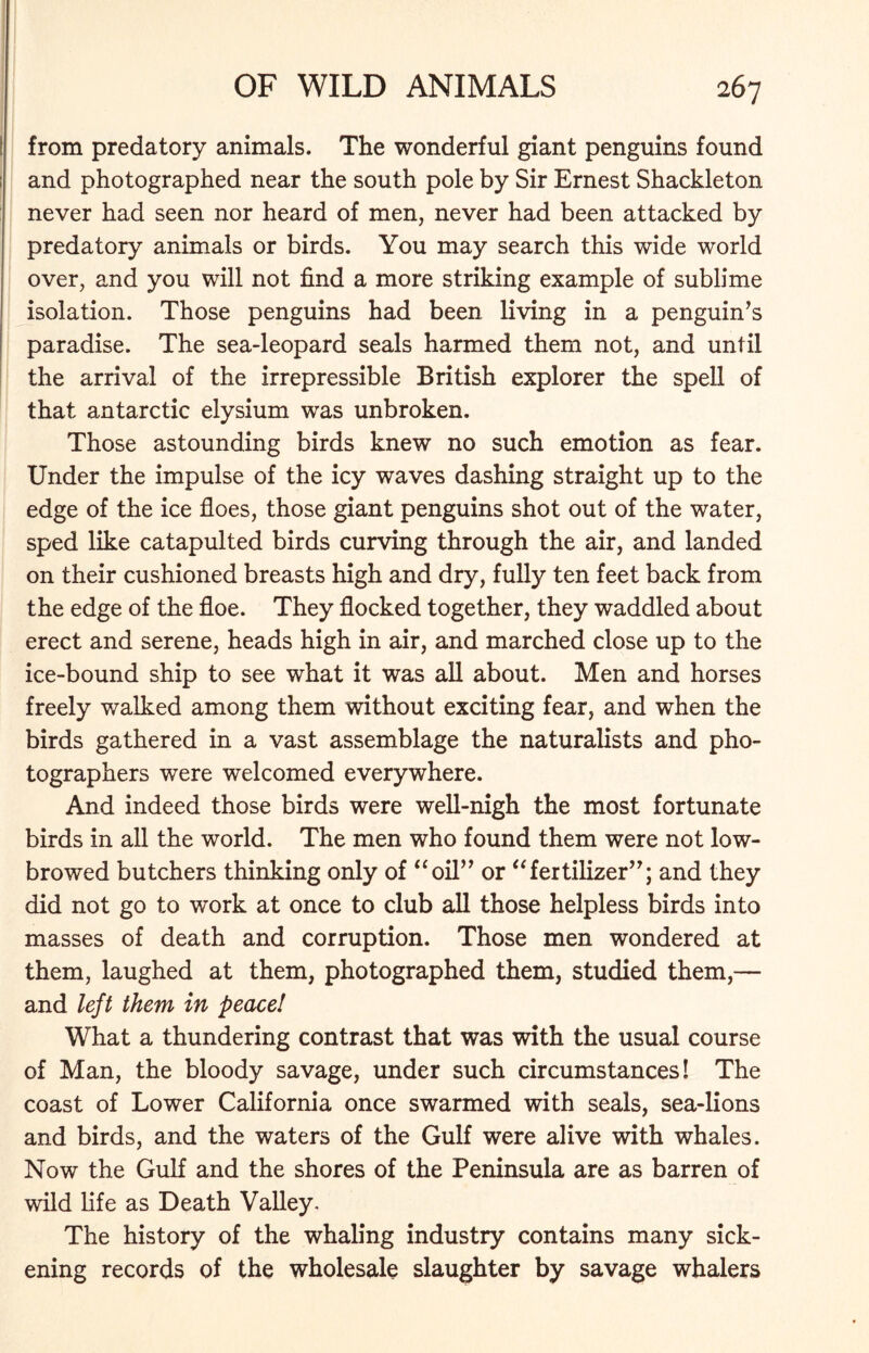 from predatory animals. The wonderful giant penguins found and photographed near the south pole by Sir Ernest Shackleton never had seen nor heard of men, never had been attacked by predatory animals or birds. You may search this wide world over, and you will not find a more striking example of sublime isolation. Those penguins had been living in a penguin’s paradise. The sea-leopard seals harmed them not, and until the arrival of the irrepressible British explorer the spell of that antarctic elysium was unbroken. Those astounding birds knew no such emotion as fear. Under the impulse of the icy waves dashing straight up to the edge of the ice floes, those giant penguins shot out of the water, sped like catapulted birds curving through the air, and landed on their cushioned breasts high and dry, fully ten feet back from the edge of the floe. They flocked together, they waddled about erect and serene, heads high in air, and marched close up to the ice-bound ship to see what it was all about. Men and horses freely walked among them without exciting fear, and when the birds gathered in a vast assemblage the naturalists and pho- tographers were welcomed everywhere. And indeed those birds were well-nigh the most fortunate birds in all the world. The men who found them were not low- browed butchers thinking only of “oil” or “fertilizer”; and they did not go to work at once to club all those helpless birds into masses of death and corruption. Those men wondered at them, laughed at them, photographed them, studied them,— and left them in peace! What a thundering contrast that was with the usual course of Man, the bloody savage, under such circumstances! The coast of Lower California once swarmed with seals, sea-lions and birds, and the waters of the Gulf were alive with whales. Now the Gulf and the shores of the Peninsula are as barren of wild life as Death Valley, The history of the whaling industry contains many sick- ening records of the wholesale slaughter by savage whalers