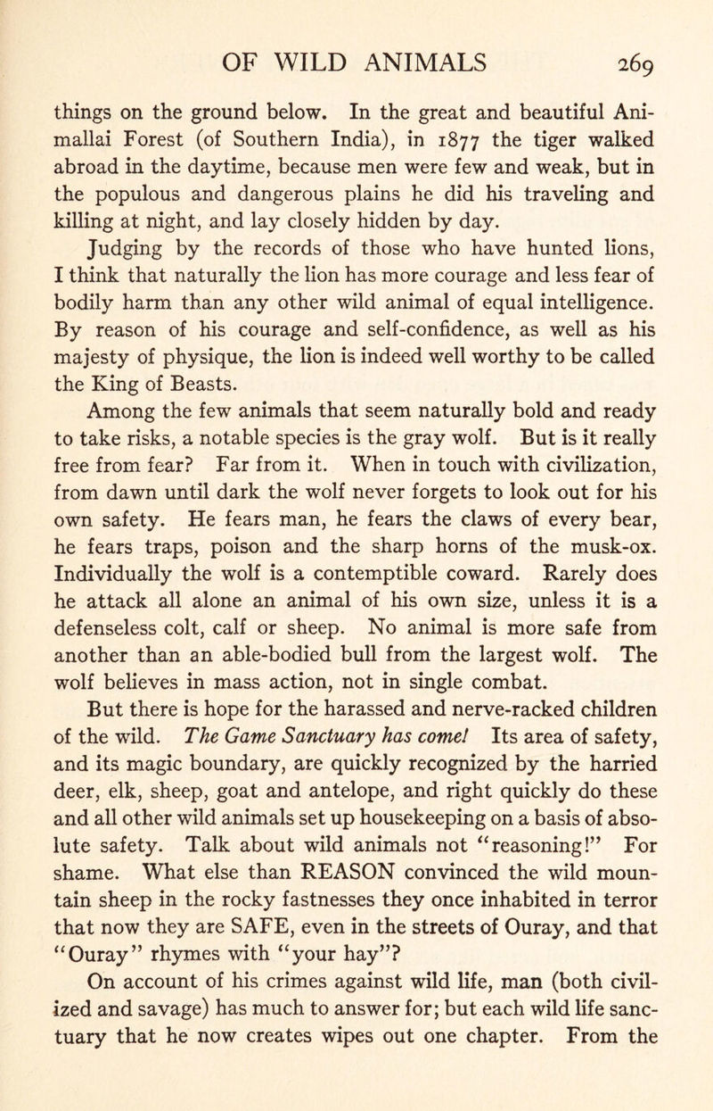 things on the ground below. In the great and beautiful Am- in allai Forest (of Southern India), in 1877 the tiger walked abroad in the daytime, because men were few and weak, but in the populous and dangerous plains he did his traveling and killing at night, and lay closely hidden by day. Judging by the records of those who have hunted lions, I think that naturally the lion has more courage and less fear of bodily harm than any other wild animal of equal intelligence. By reason of his courage and self-confidence, as well as his majesty of physique, the lion is indeed well worthy to be called the King of Beasts. Among the few animals that seem naturally bold and ready to take risks, a notable species is the gray wolf. But is it really free from fear? Far from it. When in touch with civilization, from dawn until dark the wolf never forgets to look out for his own safety. He fears man, he fears the claws of every bear, he fears traps, poison and the sharp horns of the musk-ox. Individually the wolf is a contemptible coward. Rarely does he attack all alone an animal of his own size, unless it is a defenseless colt, calf or sheep. No animal is more safe from another than an able-bodied bull from the largest wolf. The wolf believes in mass action, not in single combat. But there is hope for the harassed and nerve-racked children of the wild. The Game Sanctuary has come! Its area of safety, and its magic boundary, are quickly recognized by the harried deer, elk, sheep, goat and antelope, and right quickly do these and all other wild animals set up housekeeping on a basis of abso- lute safety. Talk about wild animals not “reasoning!” For shame. What else than REASON convinced the wild moun- tain sheep in the rocky fastnesses they once inhabited in terror that now they are SAFE, even in the streets of Ouray, and that “Ouray” rhymes with “your hay”? On account of his crimes against wild life, man (both civil- ized and savage) has much to answer for; but each wild life sanc- tuary that he now creates wipes out one chapter. From the